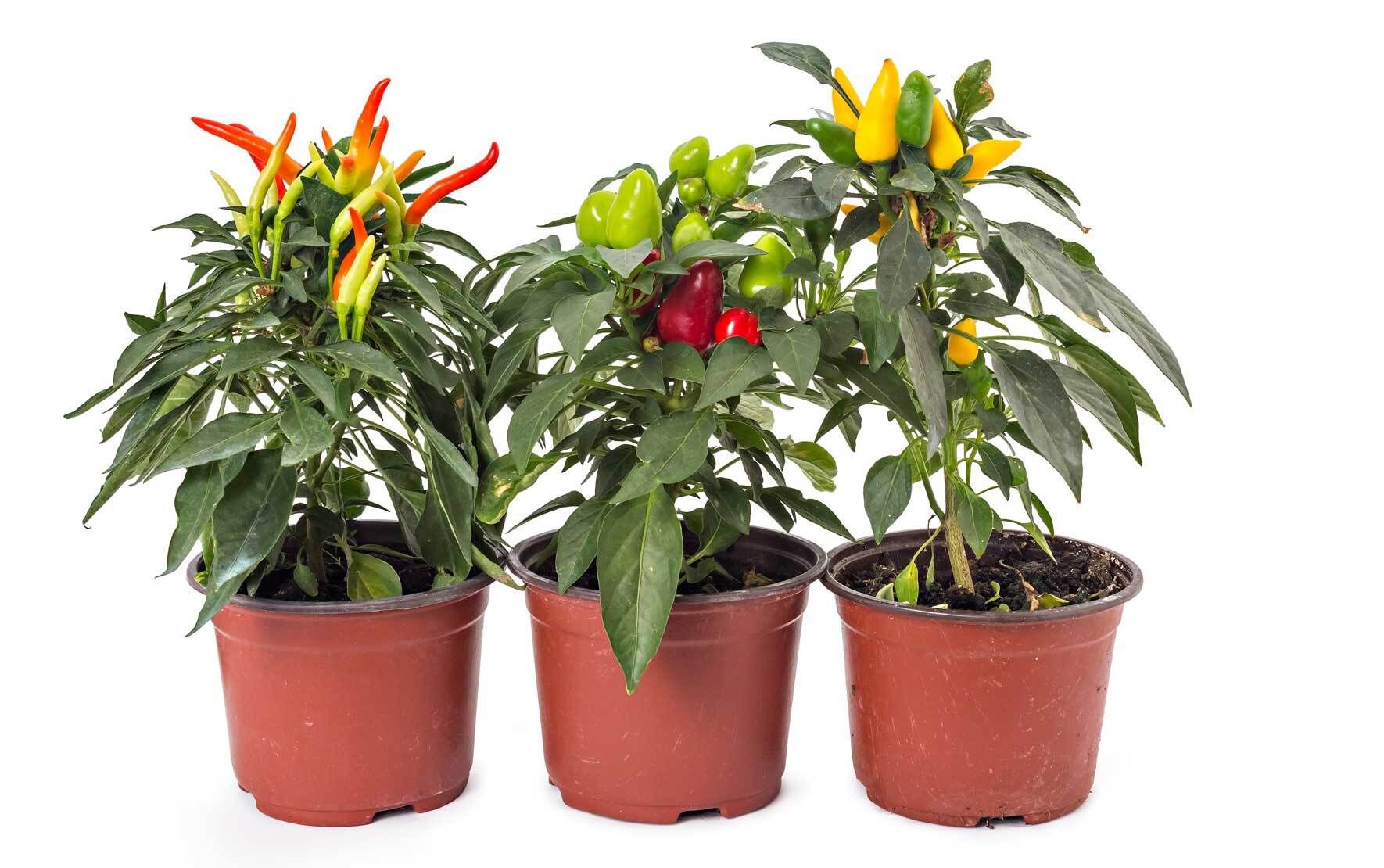 Chili Pflanze im Topf pflanzen und pflegen | VIVANNO