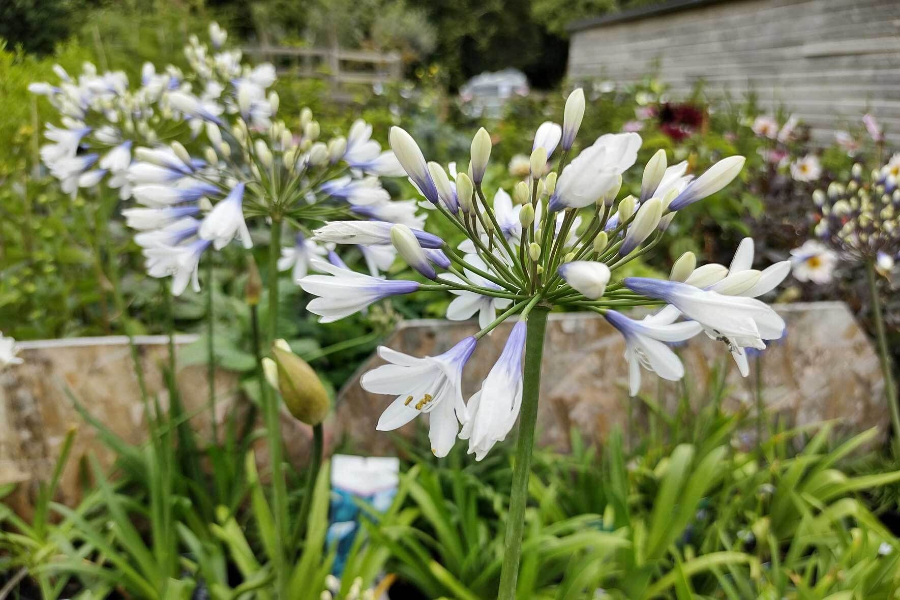 Die Schmucklilie (Agapanthus) im Topf Richtig pflegen, teilen