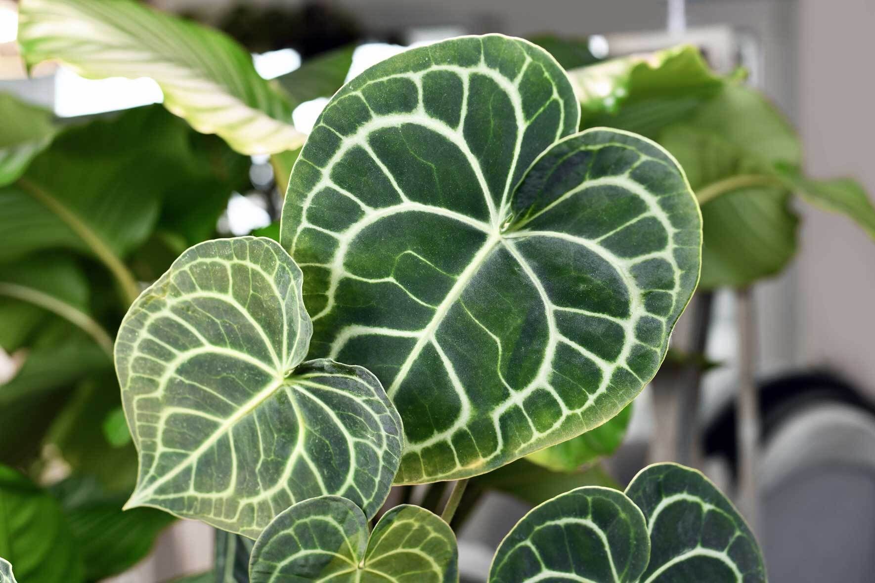 Flamingoblume (Anthurium) richtig pflegen und vermehren | VIVANNO
