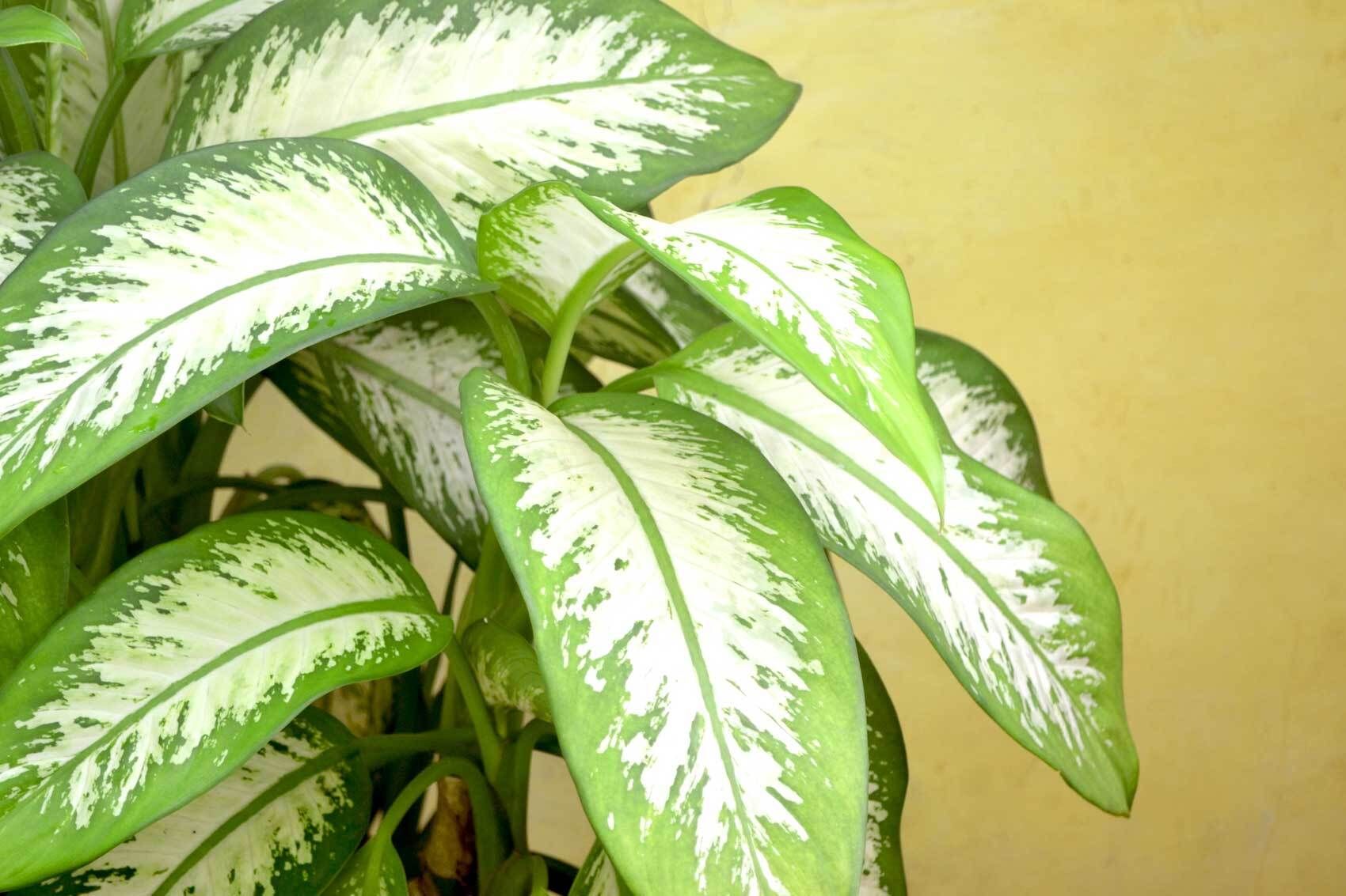 Dieffenbachia pflegen und vermehren | VIVANNO