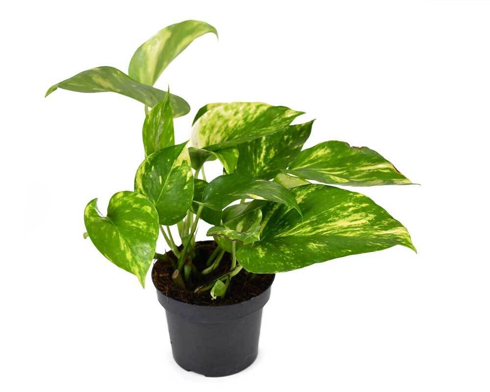 dracena mass Dracaena Mass Cane 10 Inch Pot main image 1