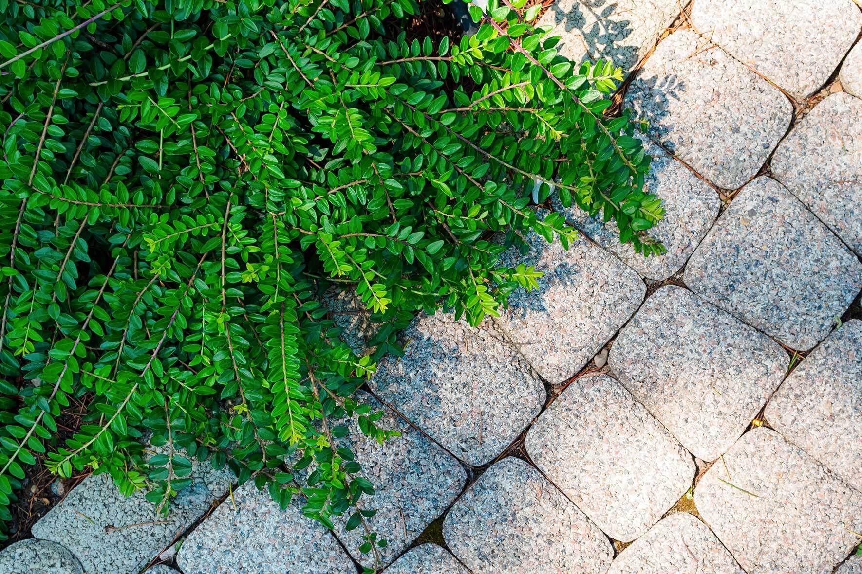 Beste Buchsbaum-Alternativen fr Hecke, Beet und Kbel | VIVANNO