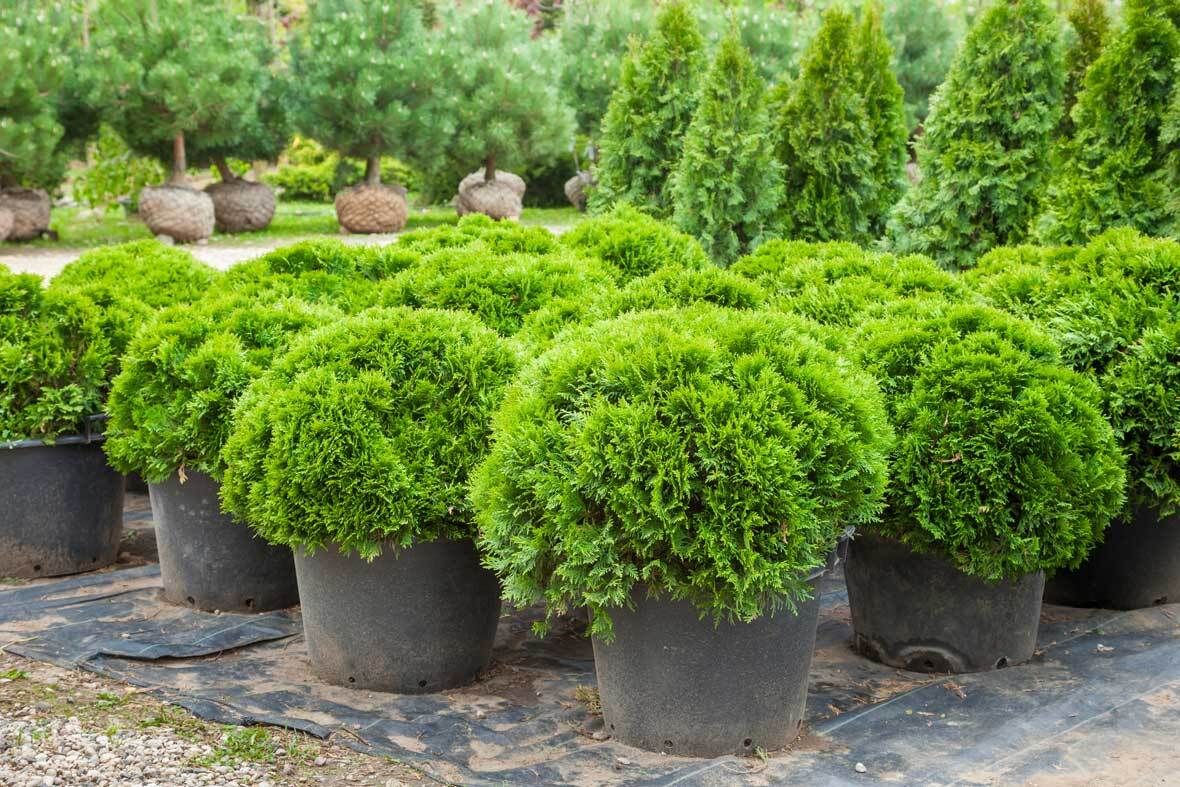 thuja smaragd 100 stück Lebensbaum Thuja occidentalis Smaragd 80-100 cm Höhe Ballenware main image 0