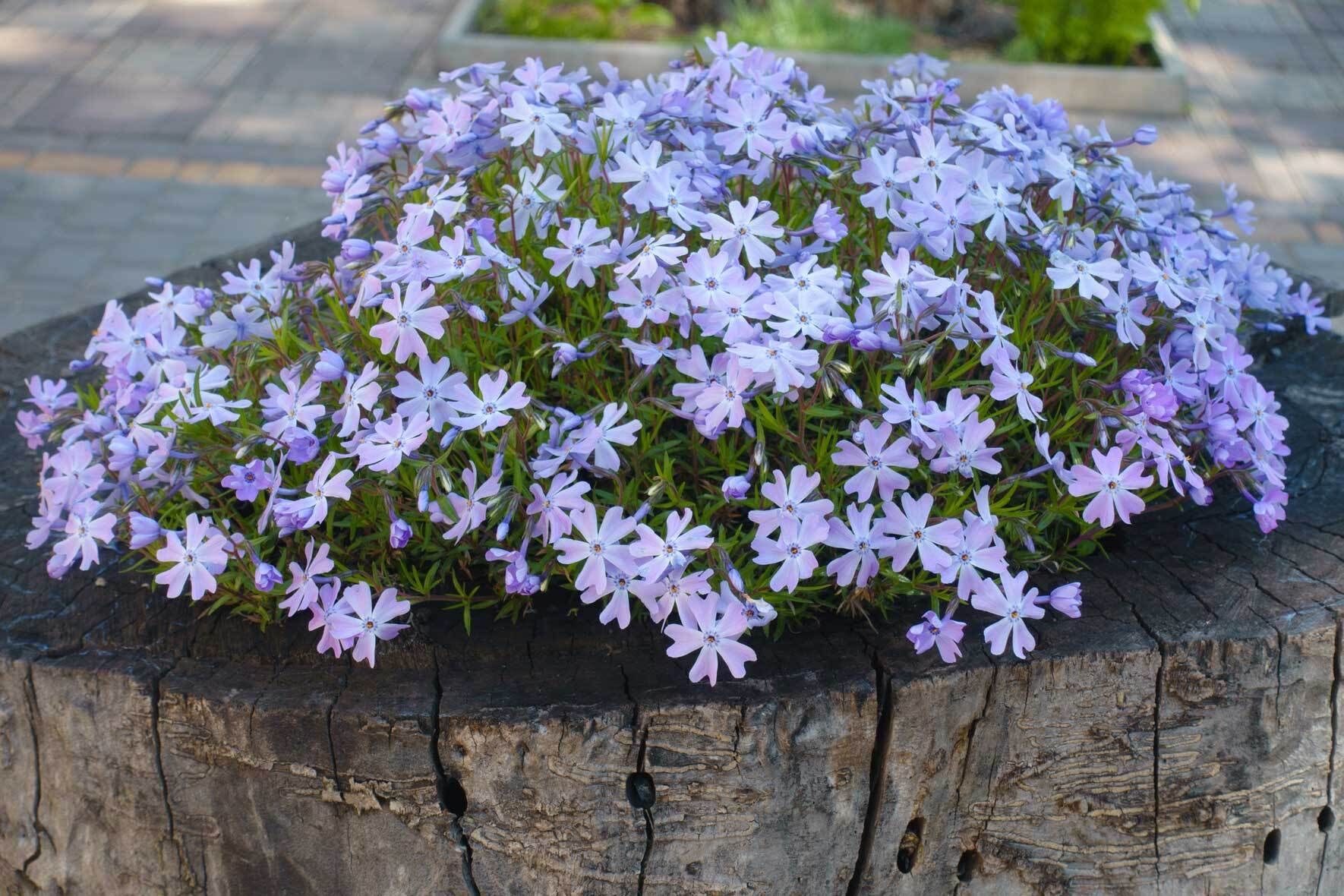 Phlox im Topf und Kbel: Die Flammenblume richtig pflegen | VIVANNO