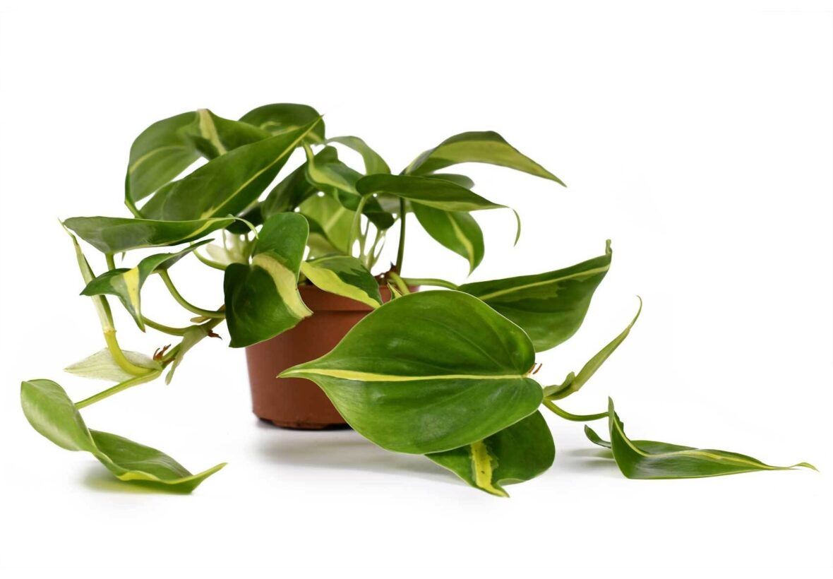 Philodendron (Baumfreund) Pflege, Sortenwahl und Vermehrung VIVANNO
