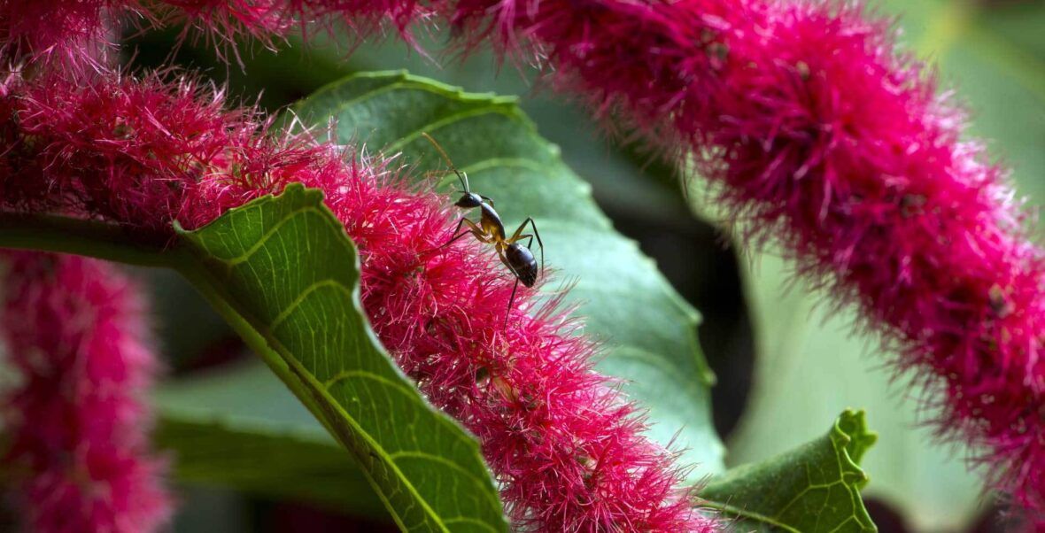 Ameisen Bekampfen Im Pflanzkubel Auf Balkon Und Terrasse Alle Tricks Vivanno