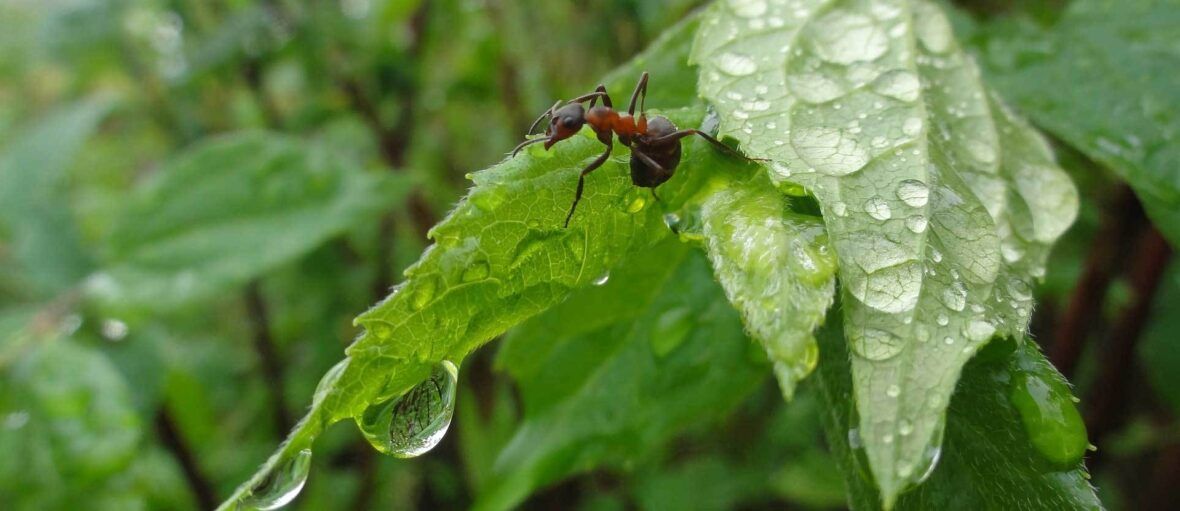 Ameisen Bekampfen Im Pflanzkubel Auf Balkon Und Terrasse Alle Tricks Vivanno