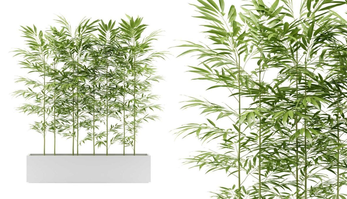 Bambus Als Kubelpflanze Und Sichtschutz Auswahl Pflege Und Passende Pflanzkubel Vivanno