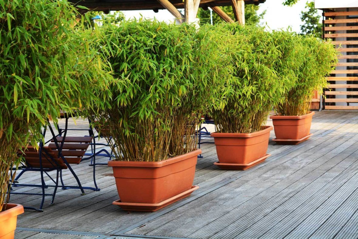 Bambus als Kübelpflanze und Sichtschutz: Auswahl, Pflege und