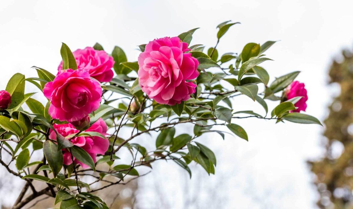 Kamelie im Topf pflanzen, pflegen, überwintern VIVANNO