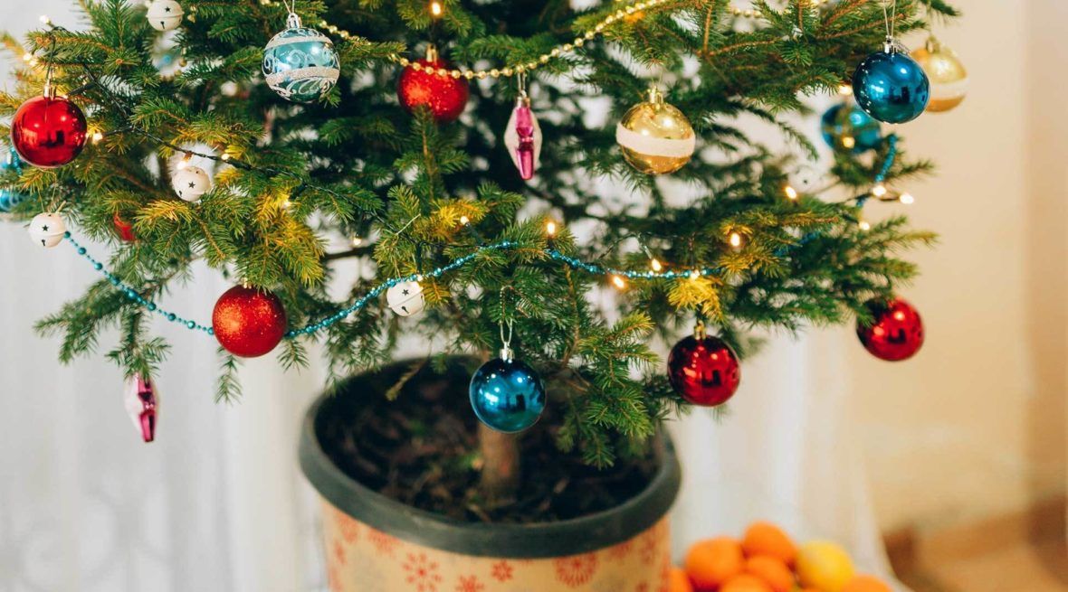 Weihnachtsbaum Im Topf Einkauf Pflege Kubelhaltung Und Auspflanzen Vivanno