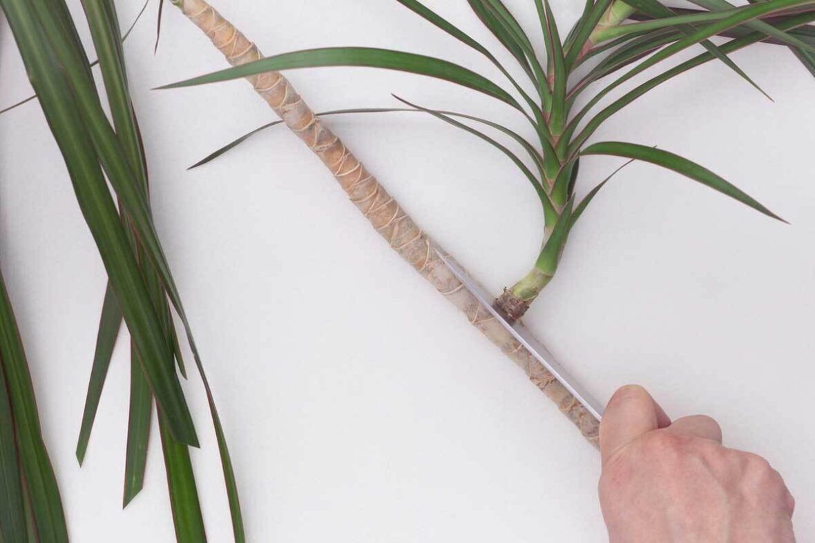 Drachenbaum (Dracaena) richtig pflanzen, pflegen und vermehren VIVANNO