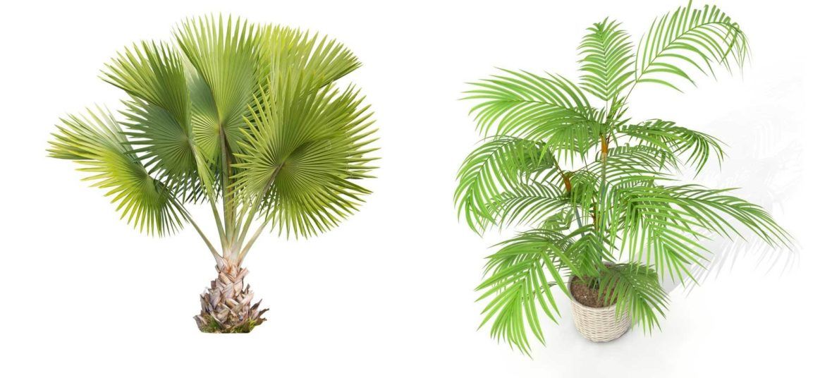 Palmen Als Zimmerpflanzen Standort Pflege Pflanzgefasse Vivanno