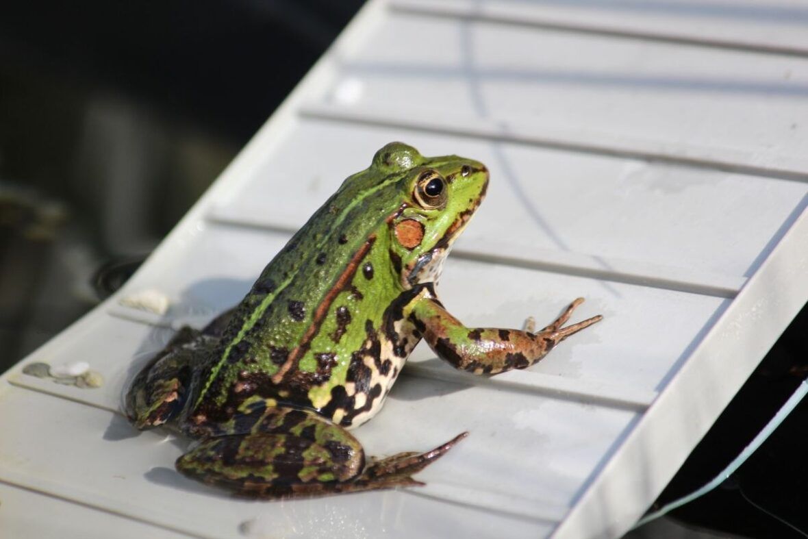 Teichbecken anlegen Gartenteichgestaltung VIVANNO