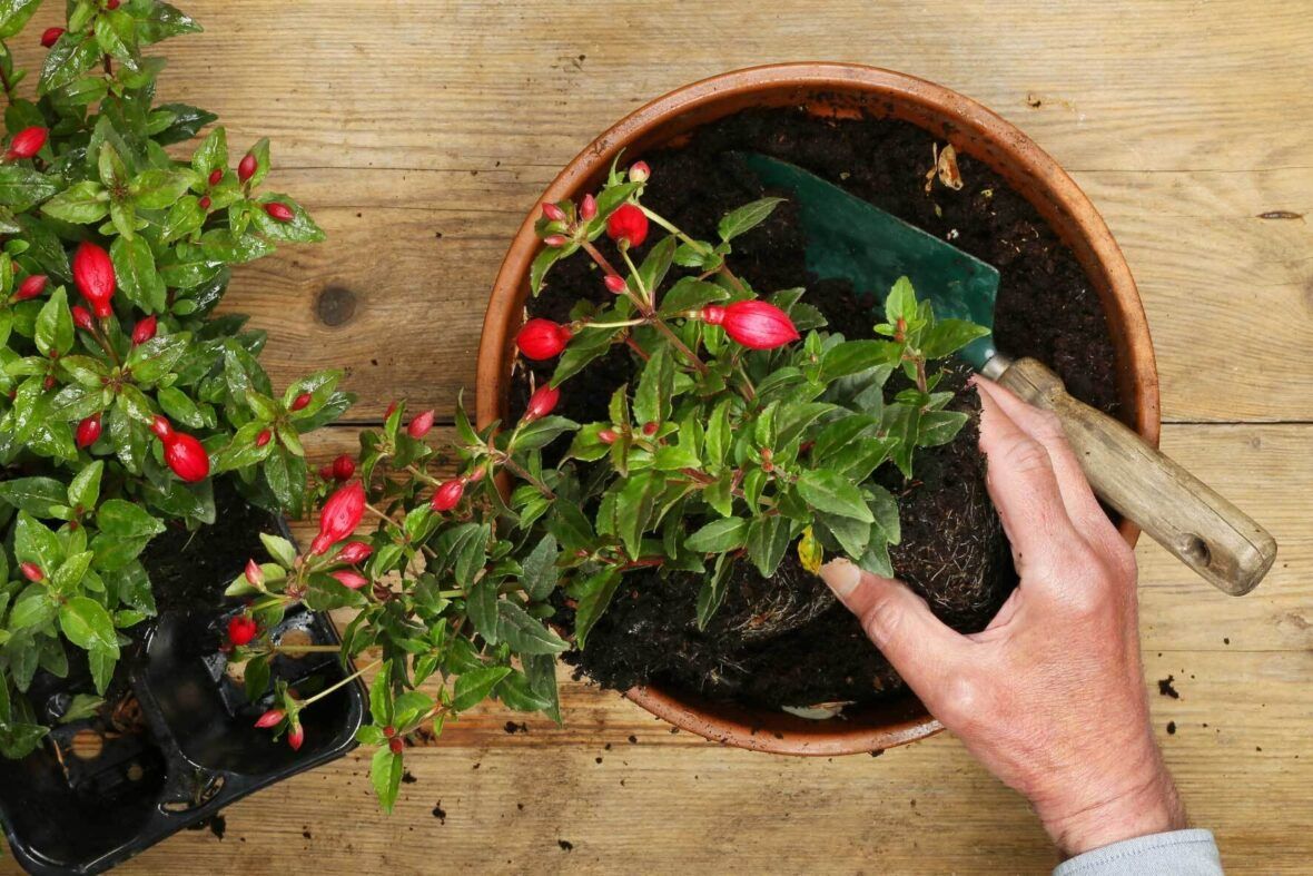 Fuchsie richtig pflegen und überwintern VIVANNO