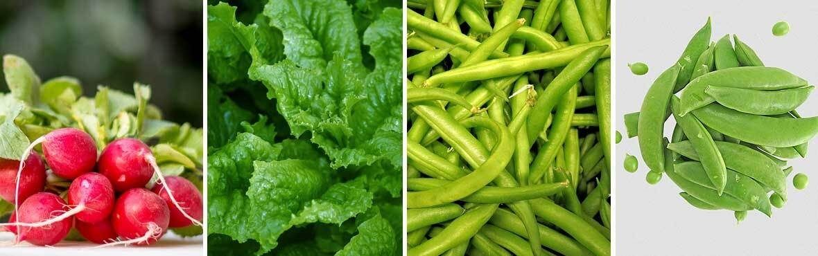 Gemüse im Pflanzkübel, Balkonkasten und Blumentopf VIVANNO