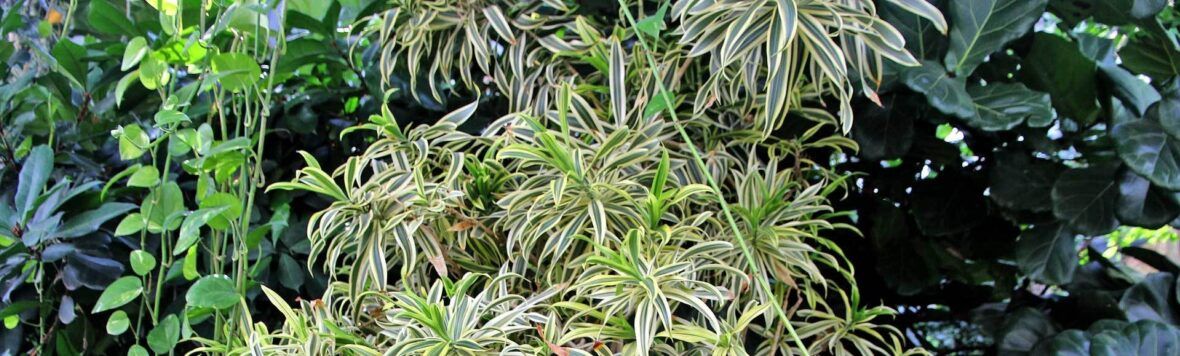 Pflanzen Fur Den Wintergarten Vivanno