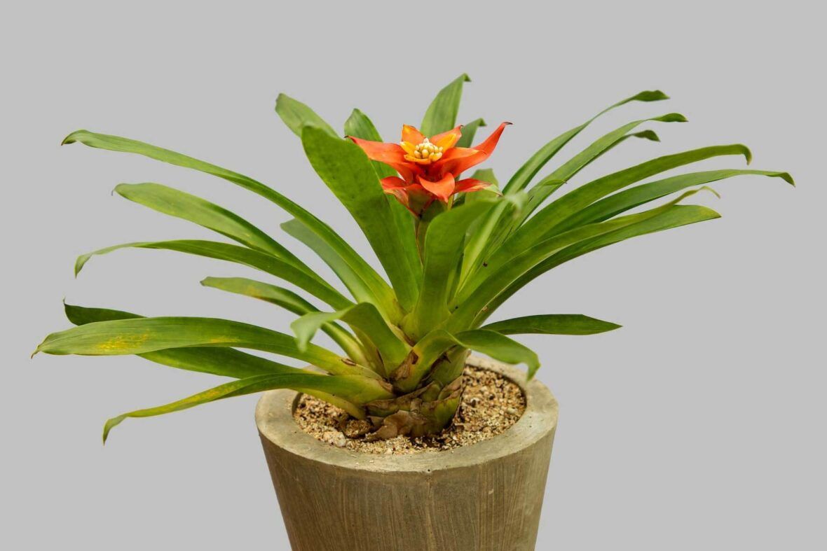 Bromelie - Guzmania Hope - 12 40