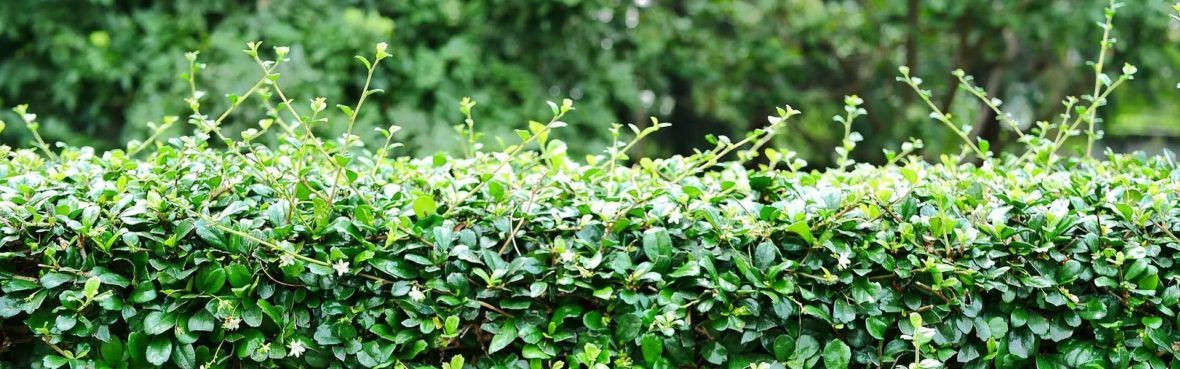 Schmale Hecken Fur Kleine Garten Vivanno