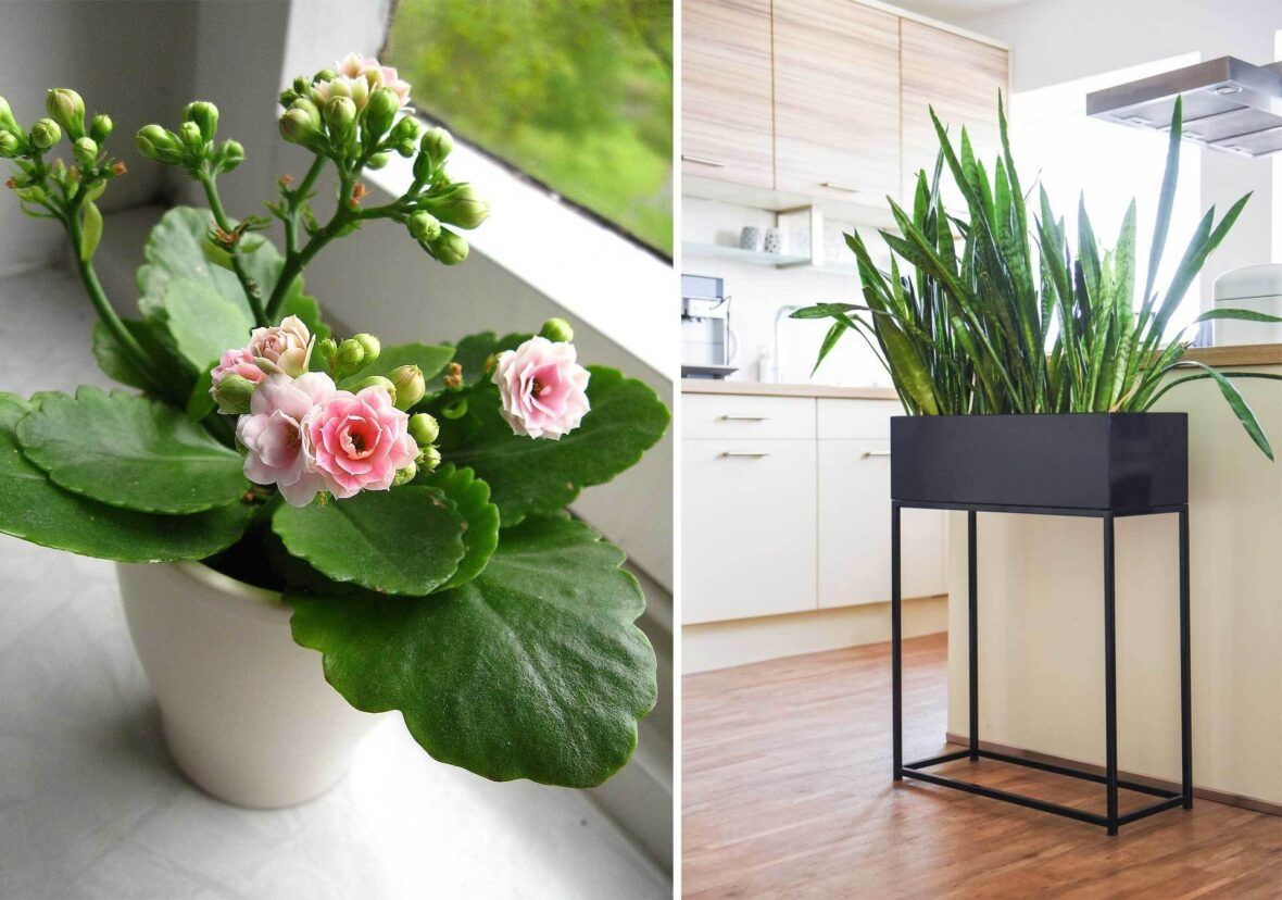 Pflanzen Fur Die Kuche Und Krauter Fur Die Fensterbank Vivanno