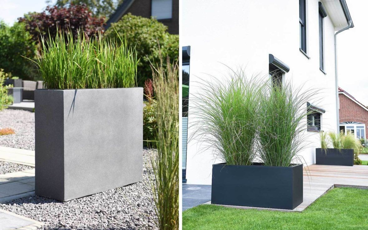 Ziergraser Im Kubel Hingucker Auf Balkon Und Terrasse Vivanno