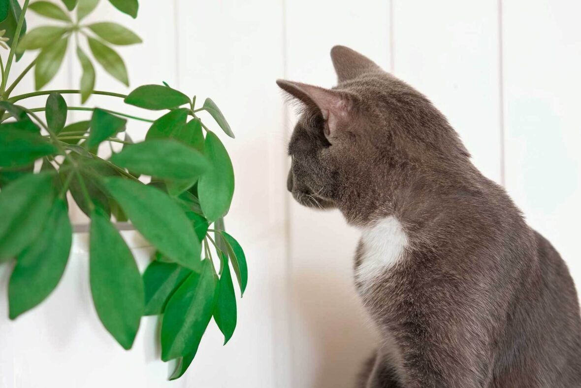 Schefflera (Strahlenaralie) pflanzen, pflegen und vermehren VIVANNO
