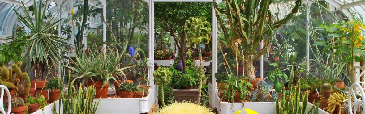 Pflanzen Fur Den Wintergarten Vivanno