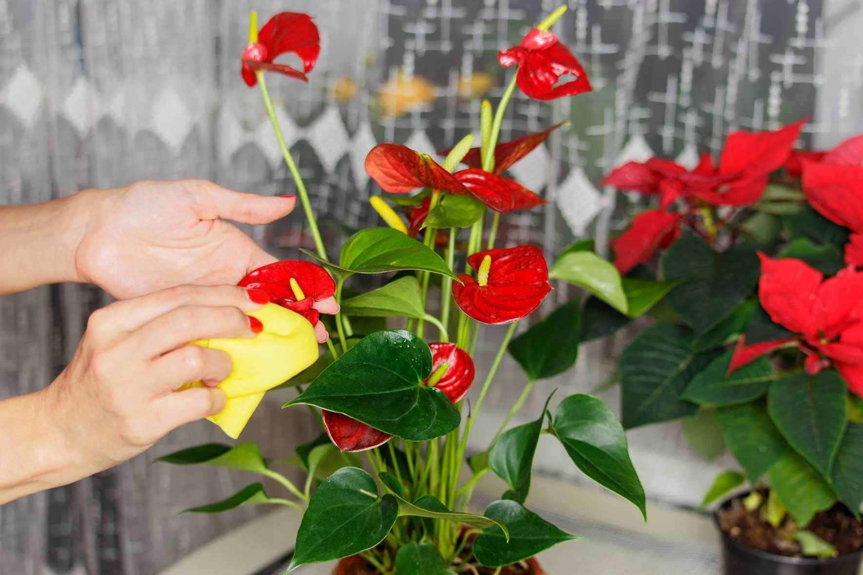 Flamingoblume (Anthurium) richtig pflegen und vermehren | VIVANNO