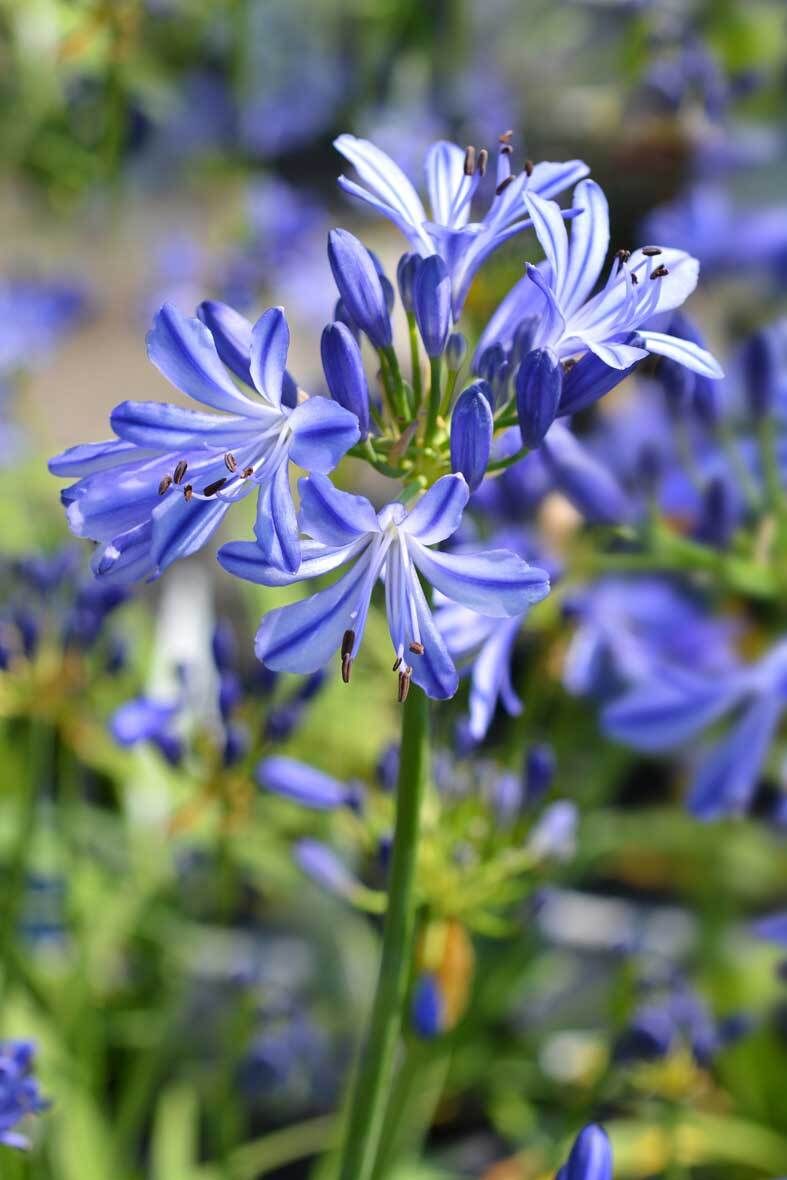 Die Schmucklilie (Agapanthus) im Topf: Richtig pflegen, teilen, berwintern  | VIVANNO
