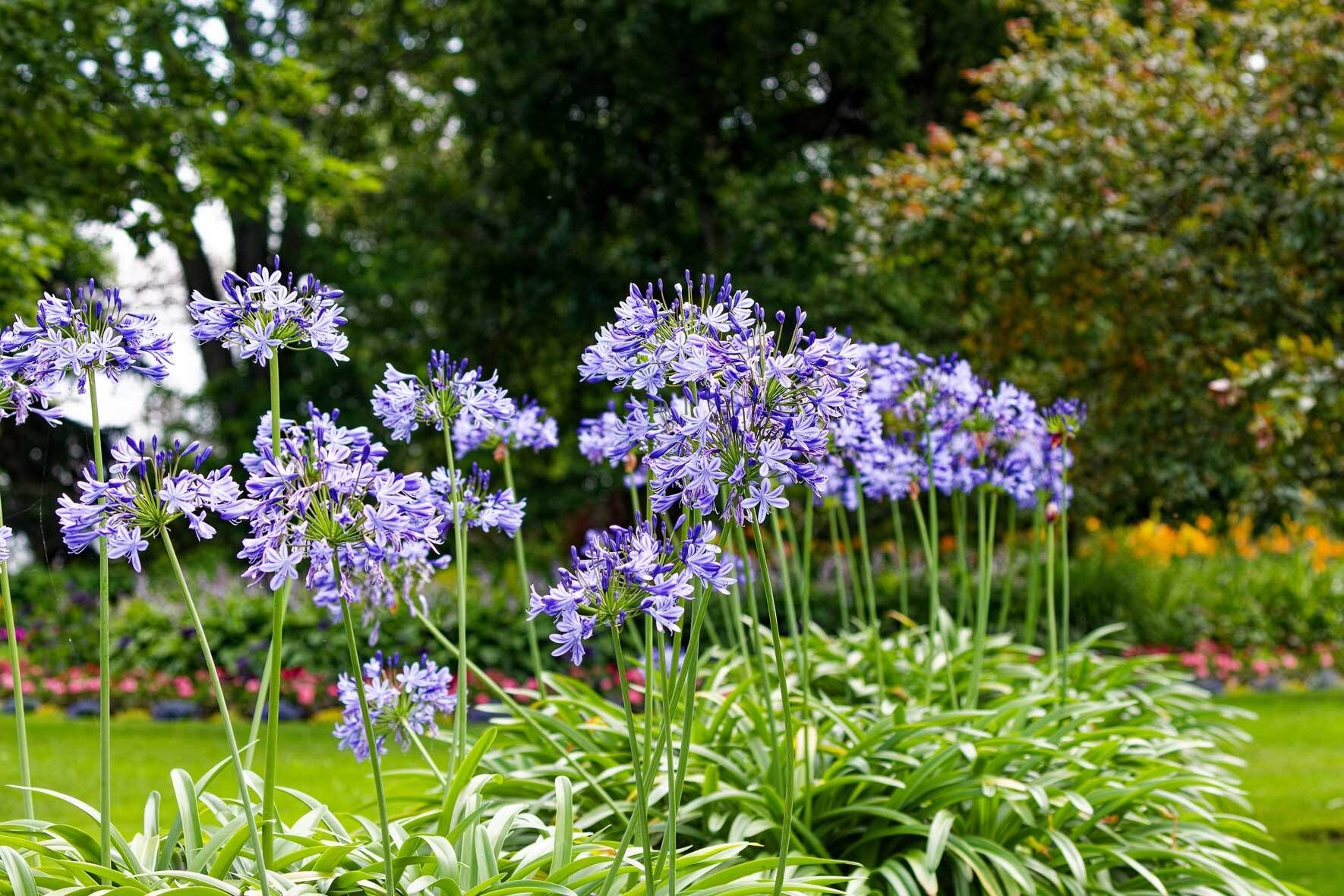 Die Schmucklilie (Agapanthus) im Topf Richtig pflegen, teilen