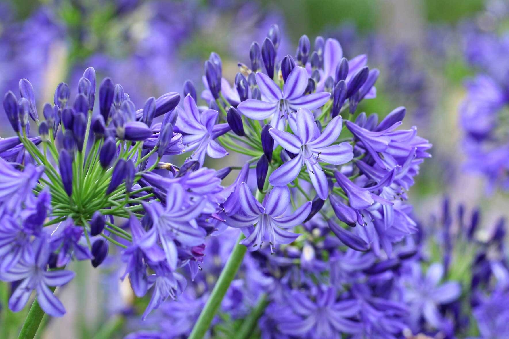 Die Schmucklilie (Agapanthus) im Topf Richtig pflegen, teilen