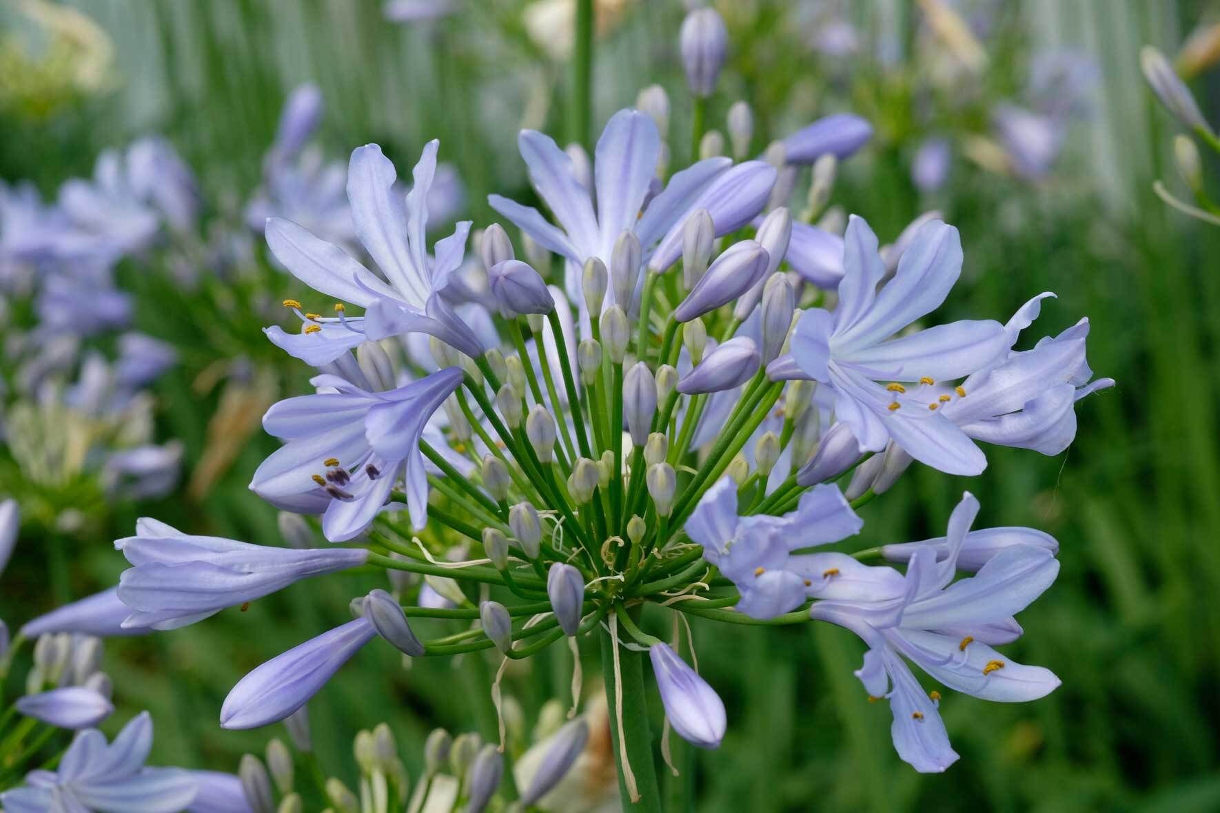 Die Schmucklilie (Agapanthus) im Topf Richtig pflegen, teilen