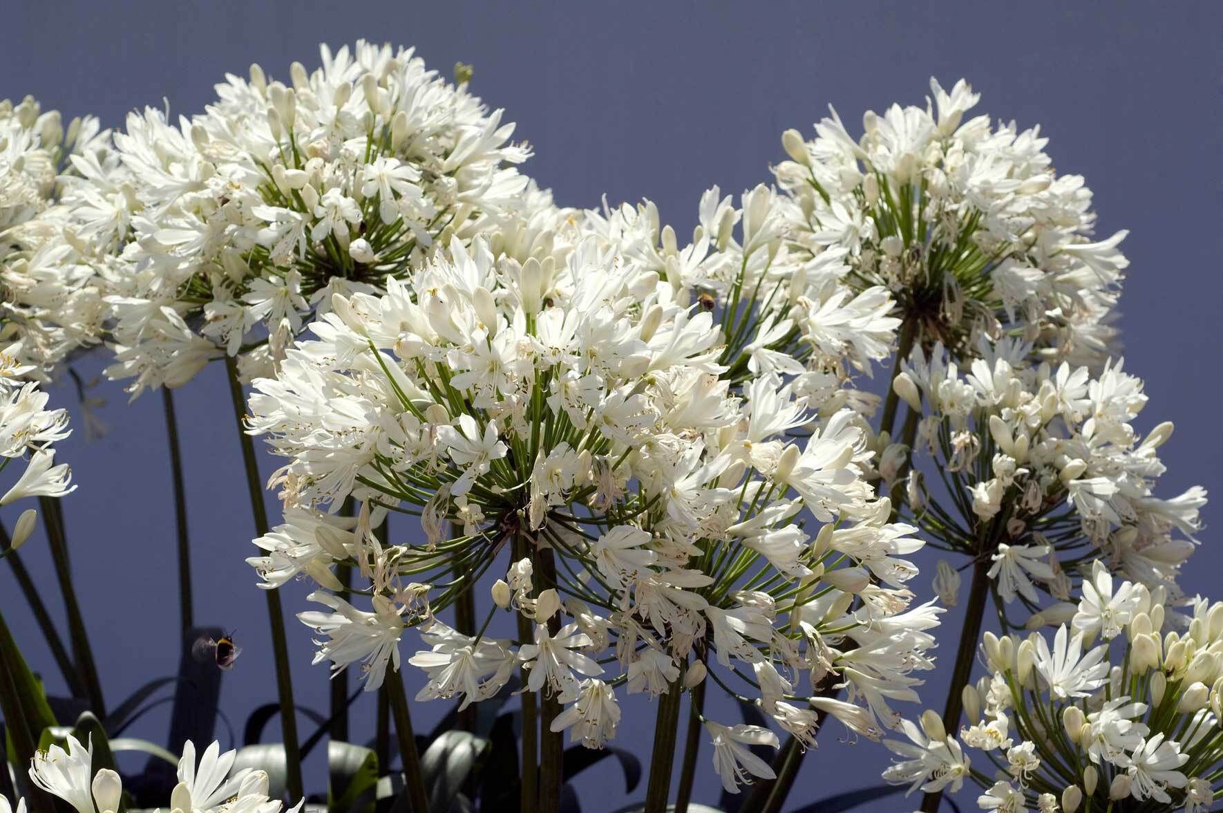 Die Schmucklilie (Agapanthus) im Topf: Richtig pflegen, teilen, berwintern  | VIVANNO