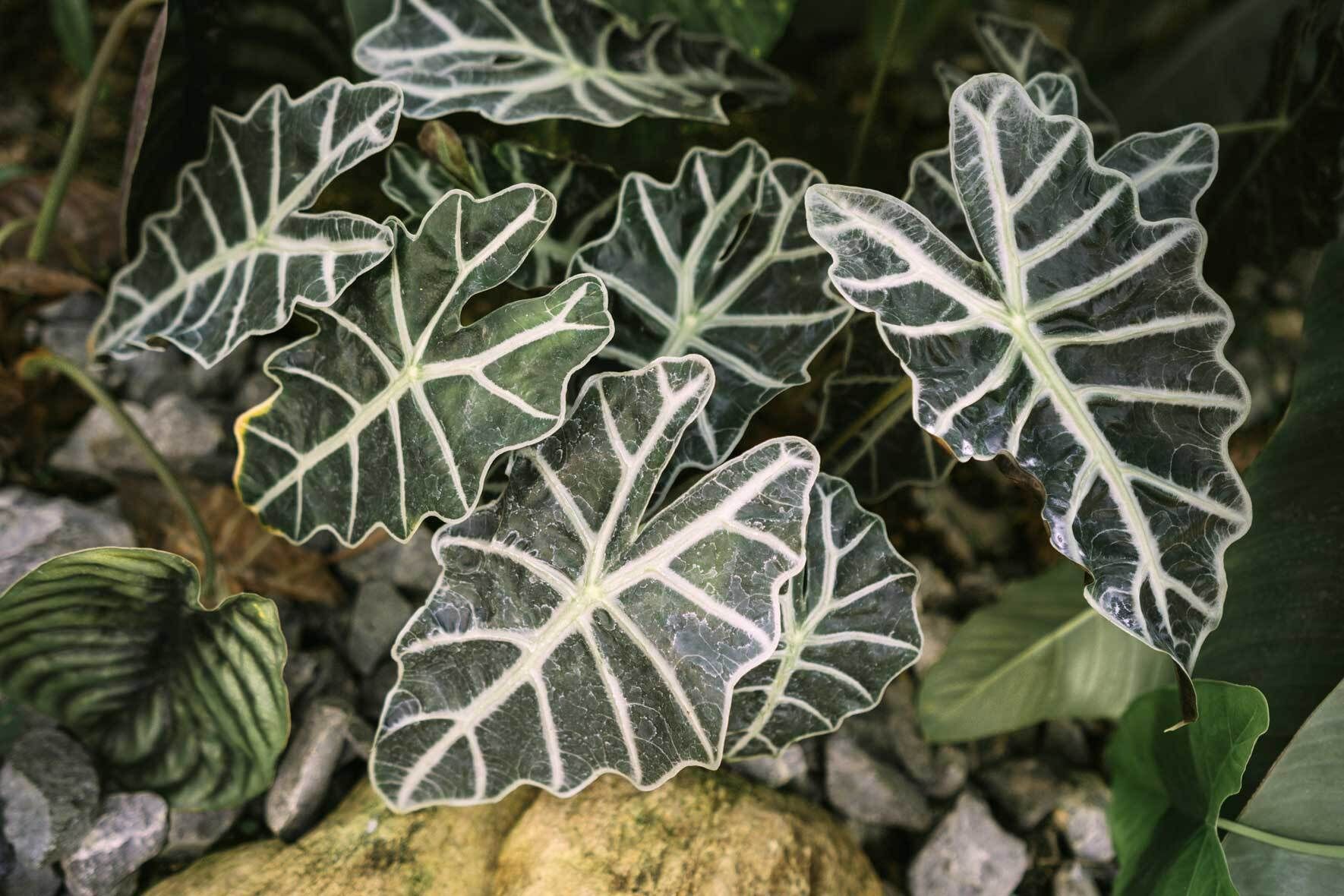 fensterblatt draußen Monstera Super White main image 0