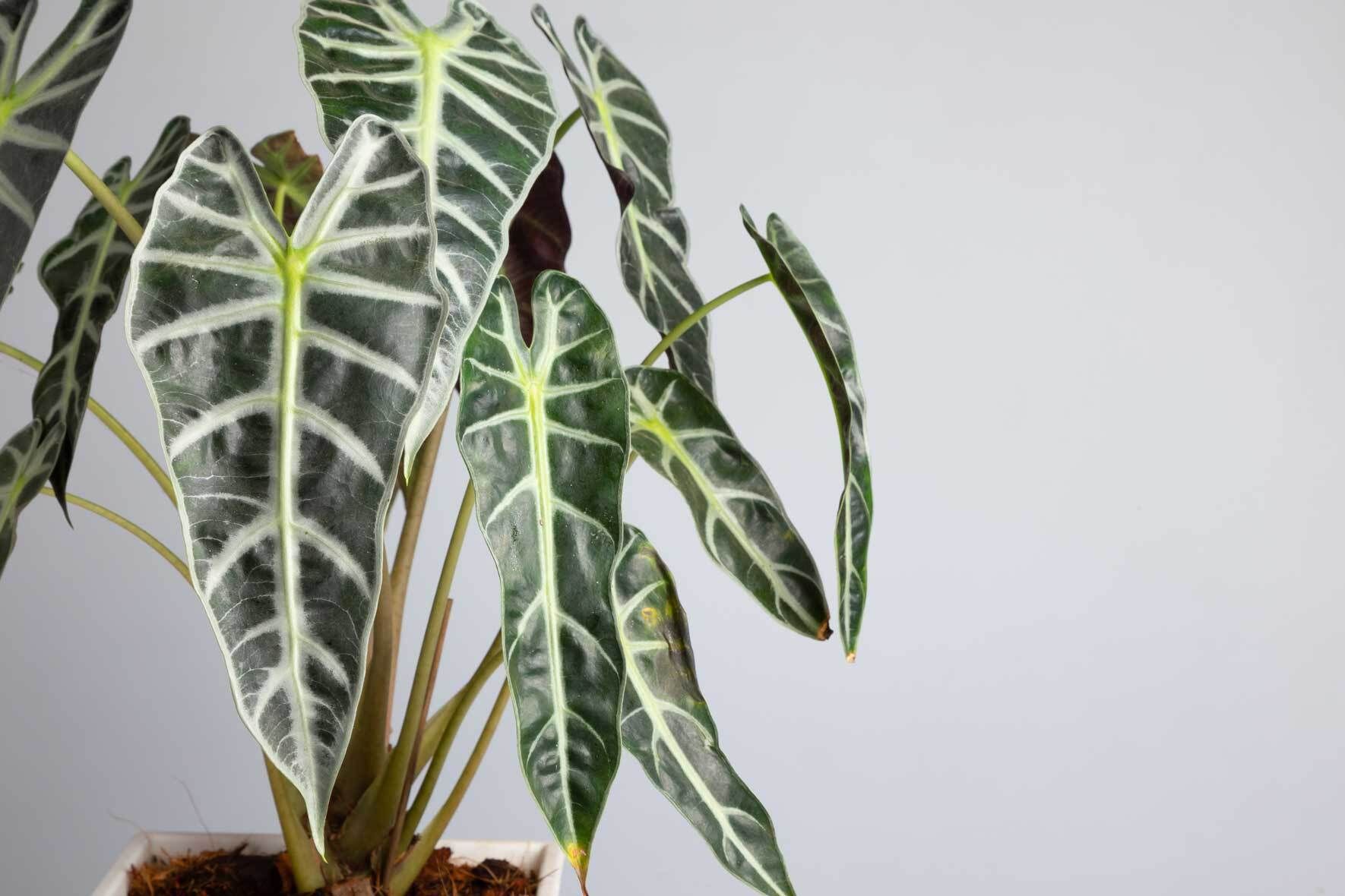 Das Elephantenohr: Alocasia richtig pflegen | VIVANNO