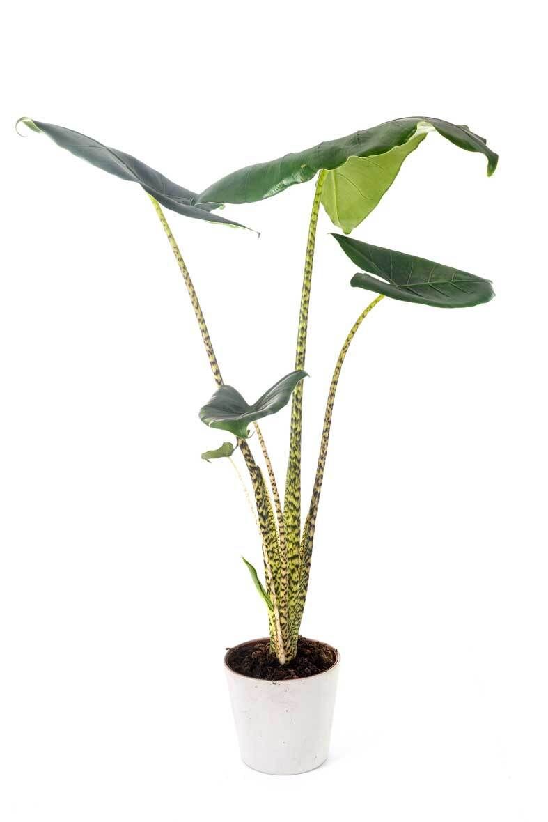 areca palme künstlich Künstliche Areca Palme - Amelie | 180 cm main image 0