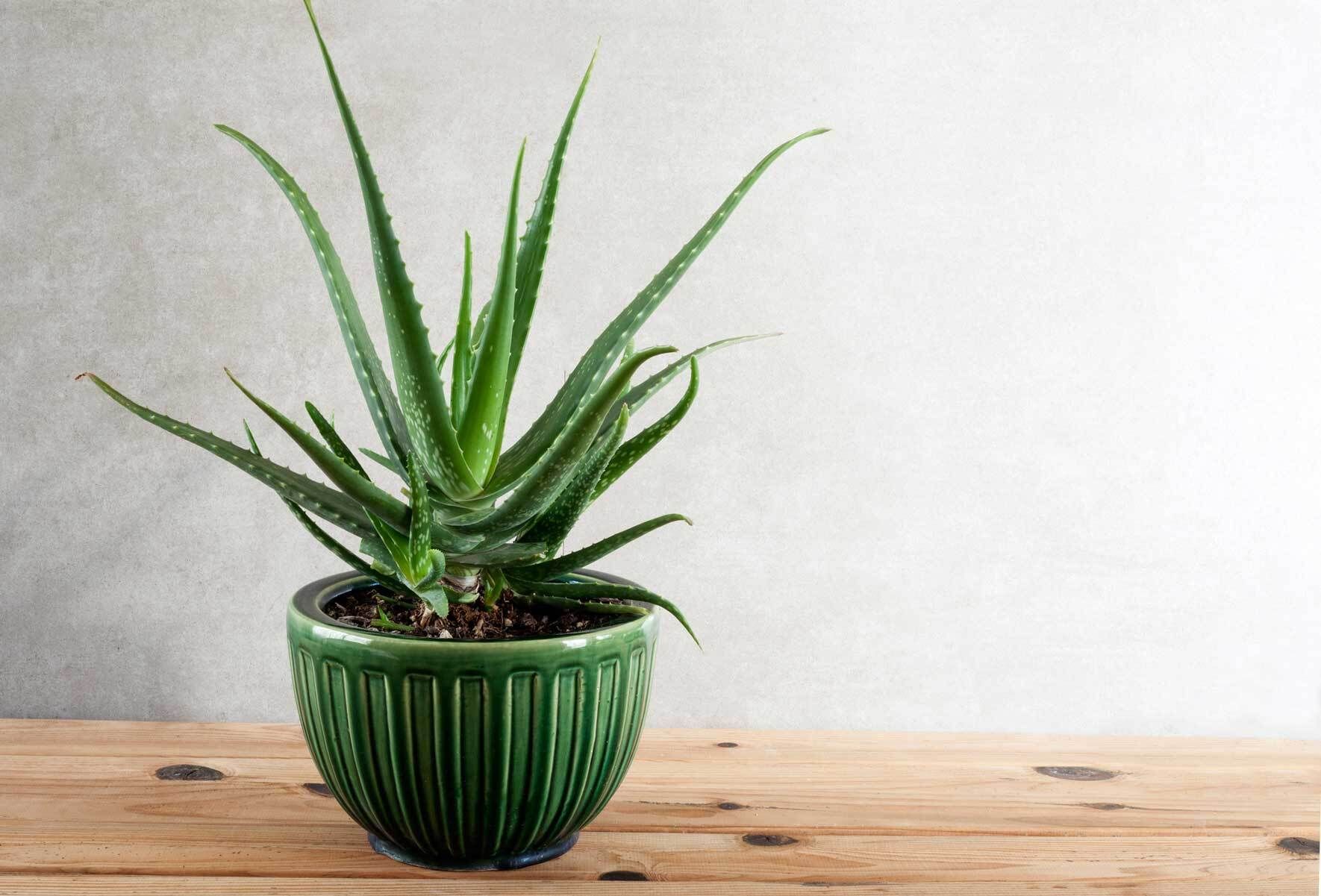 Aloe Vera im Topf und Kbel: Pflegetipps und Wissenswertes | VIVANNO