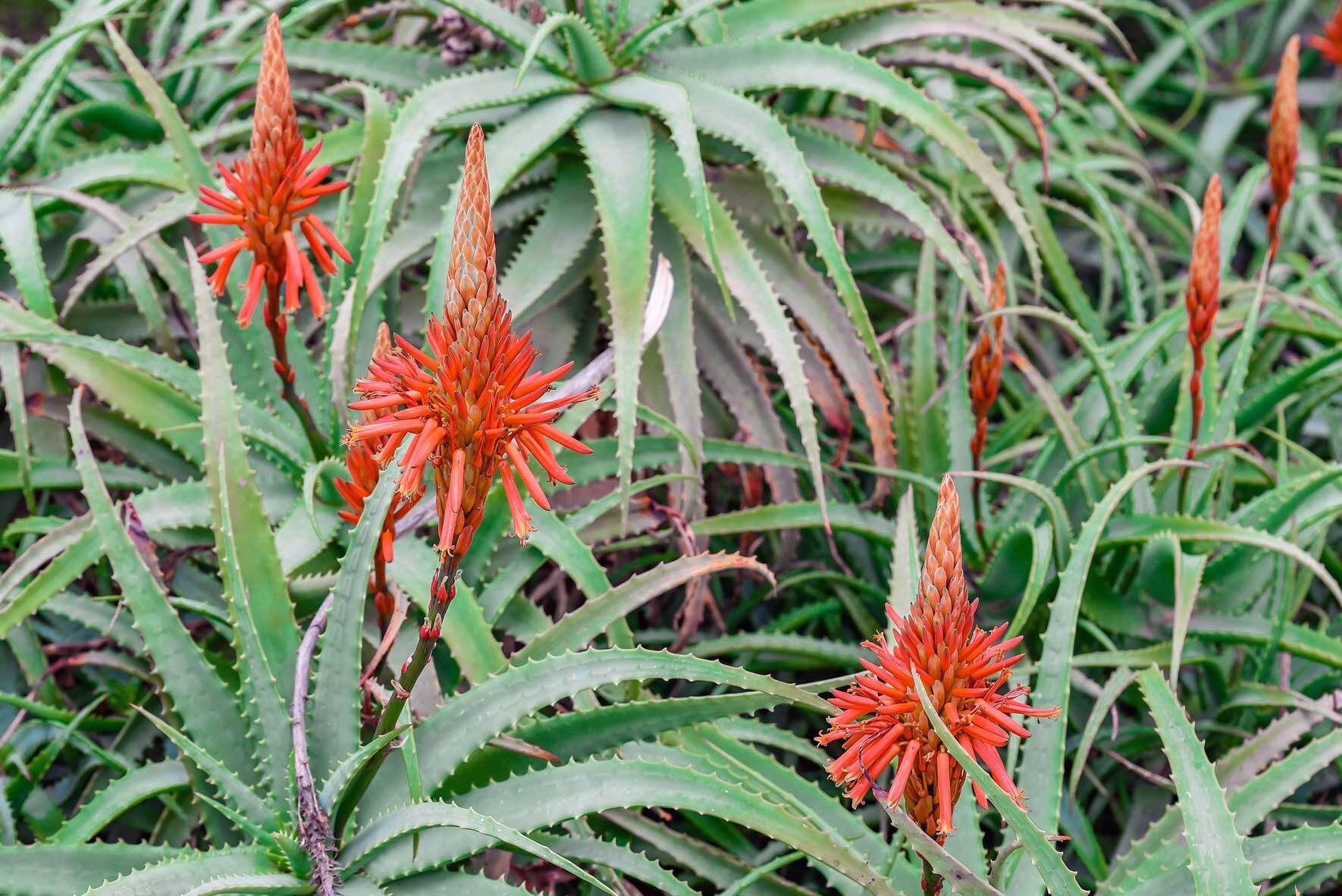 Aloe Vera im Topf und Kbel: Pflegetipps und Wissenswertes | VIVANNO