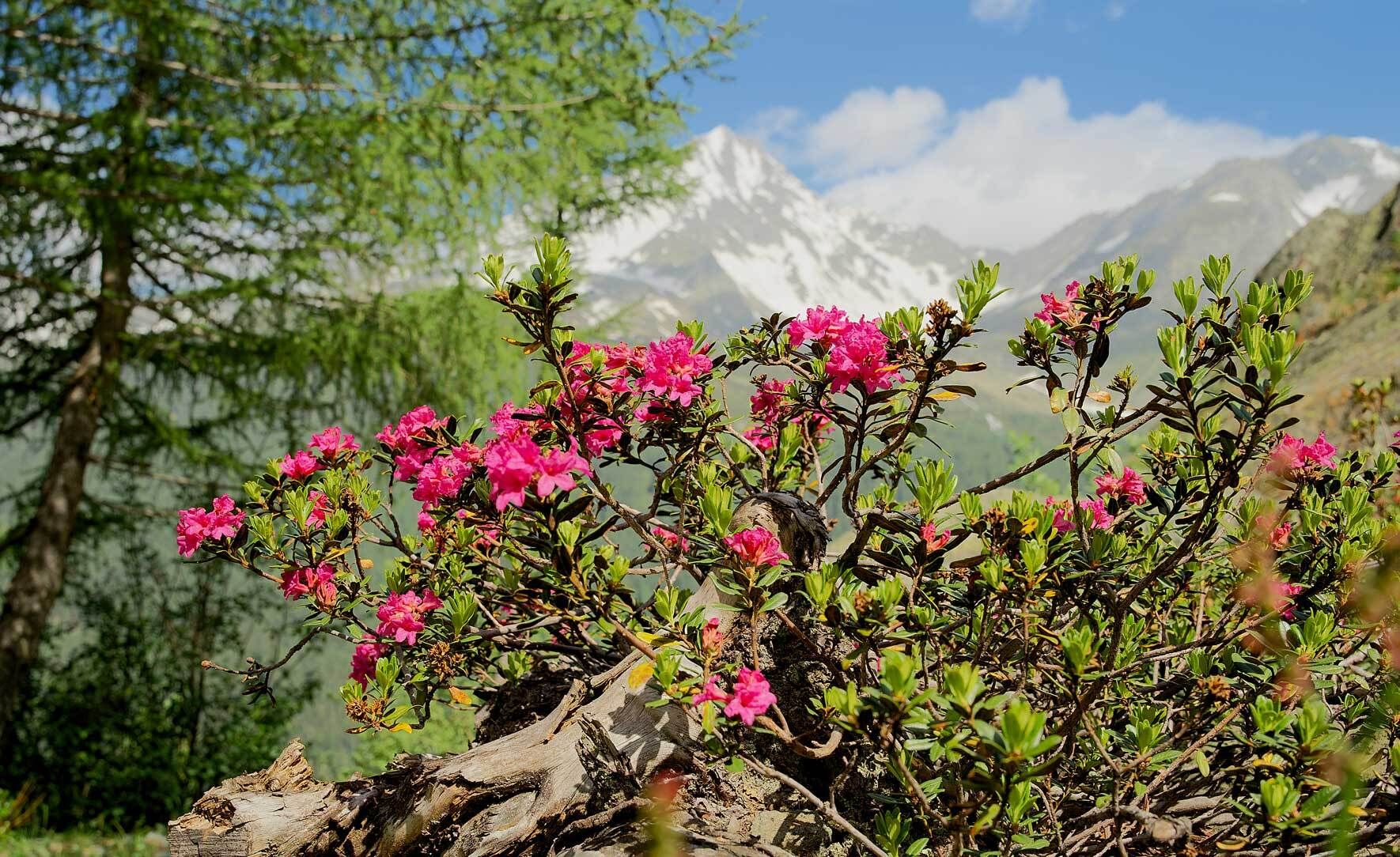 Rhododendron im Kübel pflanzen, pflegen, überwintern VIVANNO