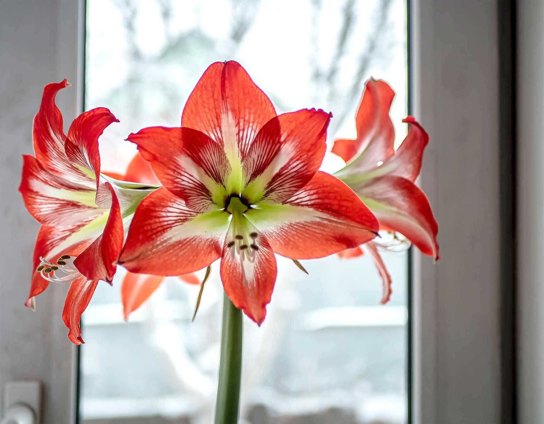 Was Macht Man Mit Einer Amaryllis Wenn Sie Verblüht Ist Amaryllis pflegen | VIVANNO