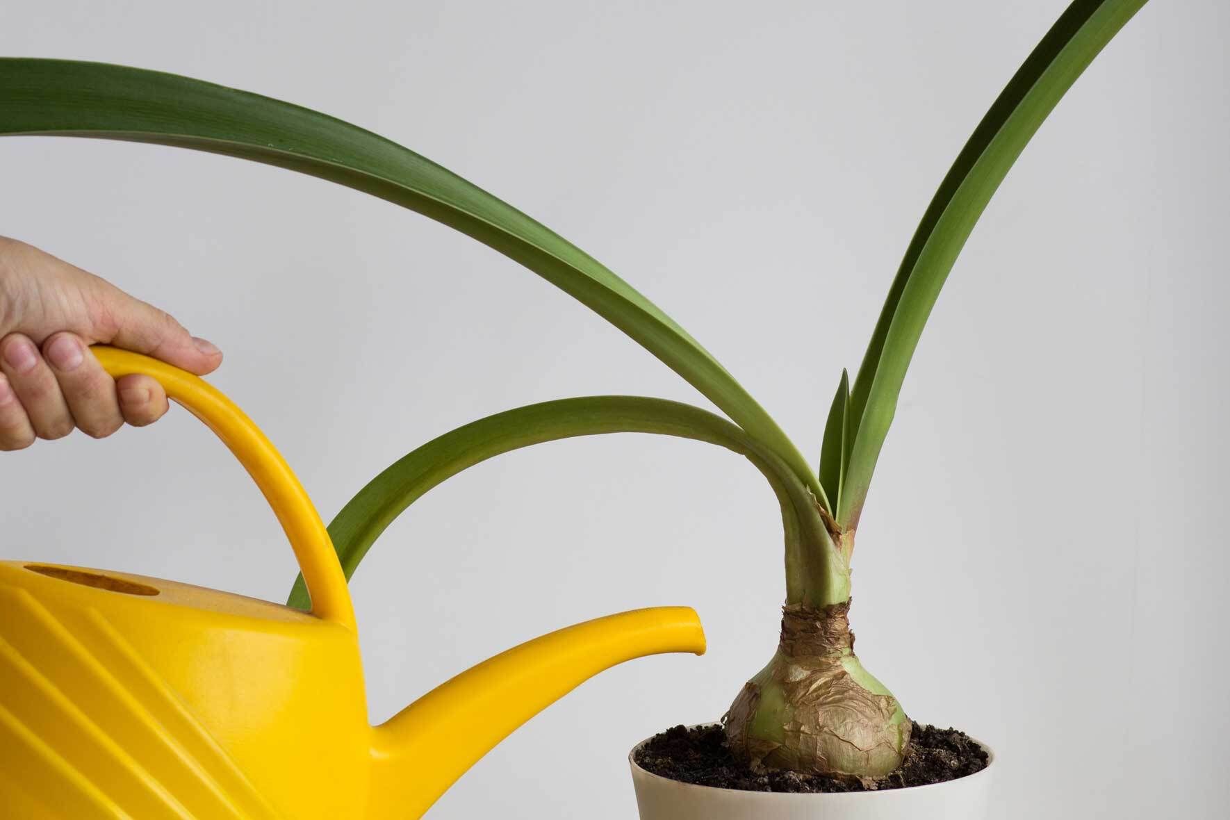 Amaryllis pflegen | VIVANNO