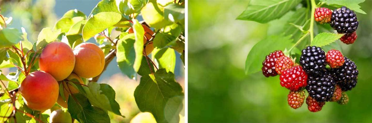 Welche Obstbäume und Sträucher im Frühjahr pflanzen? VIVANNO