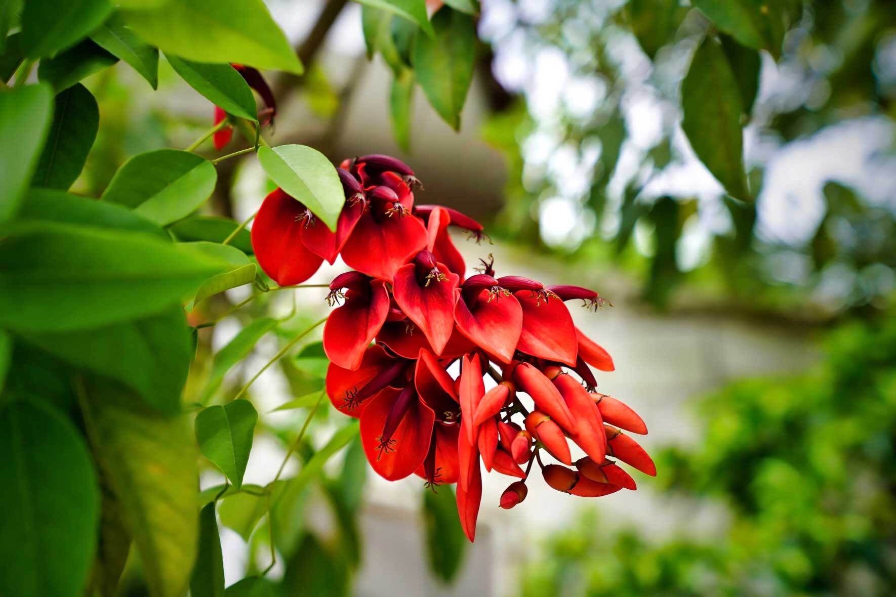 Korallenbaum (Erythrina crista-galli): Tropenschnheit perfekt gepflegt |  VIVANNO