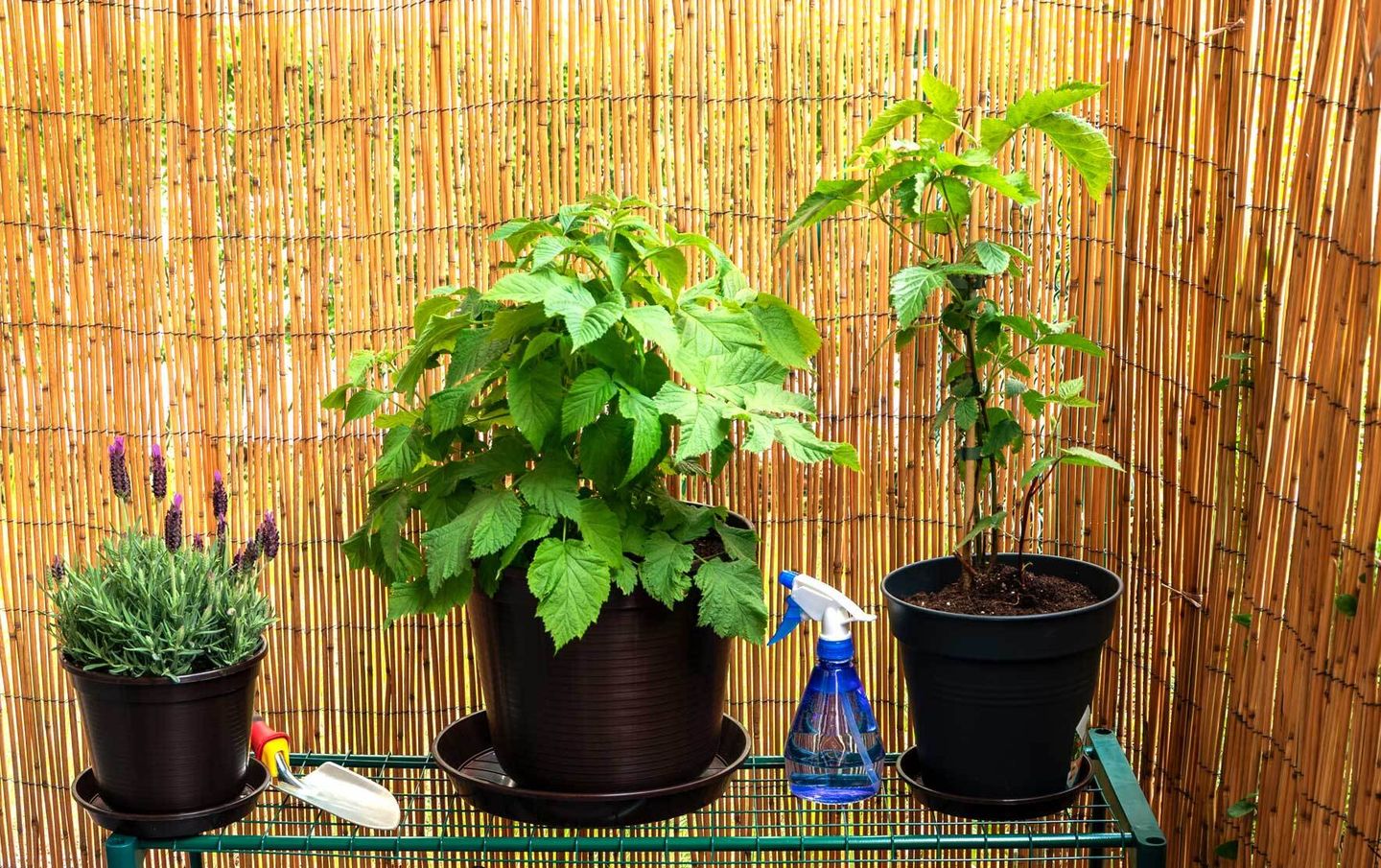 Brombeeren im Topf erfolgreich pflanzen und pflegen VIVANNO