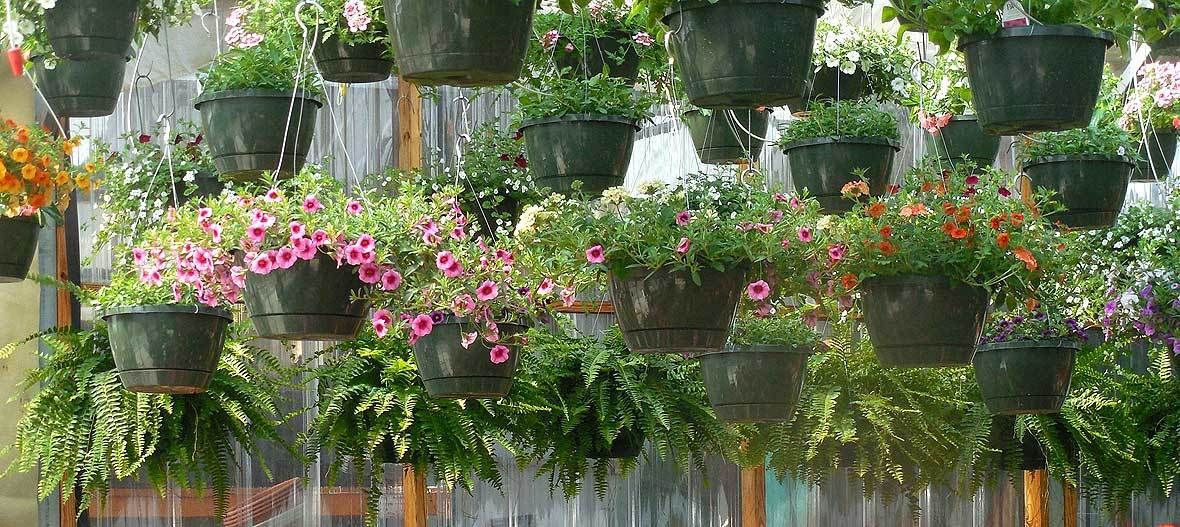 Balkon bepflanzen - Balkonpflanzen Tipps und Tricks | VIVANNO