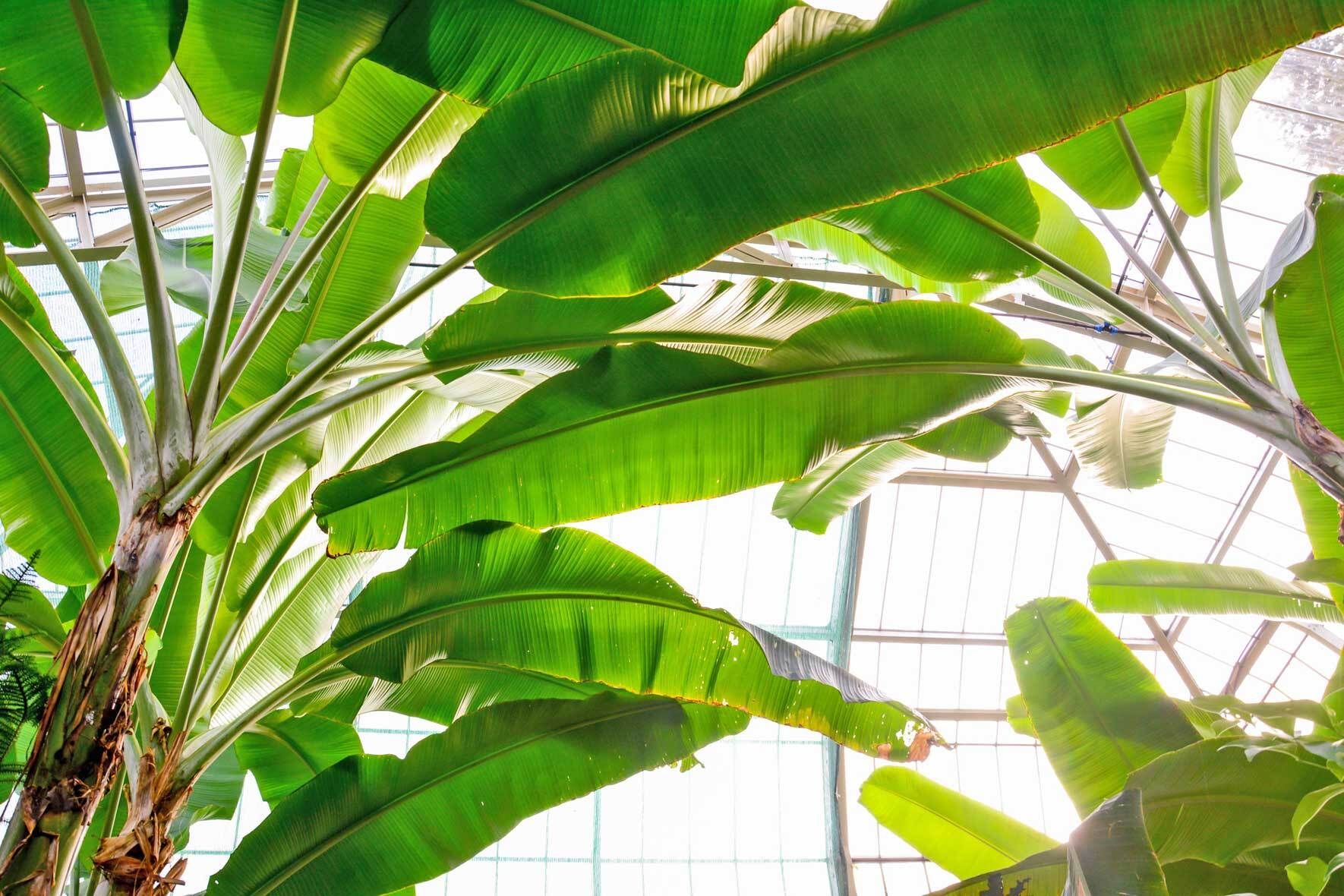 Bananenpflanze (Musa) Wissenswertes und Pflegetipps VIVANNO