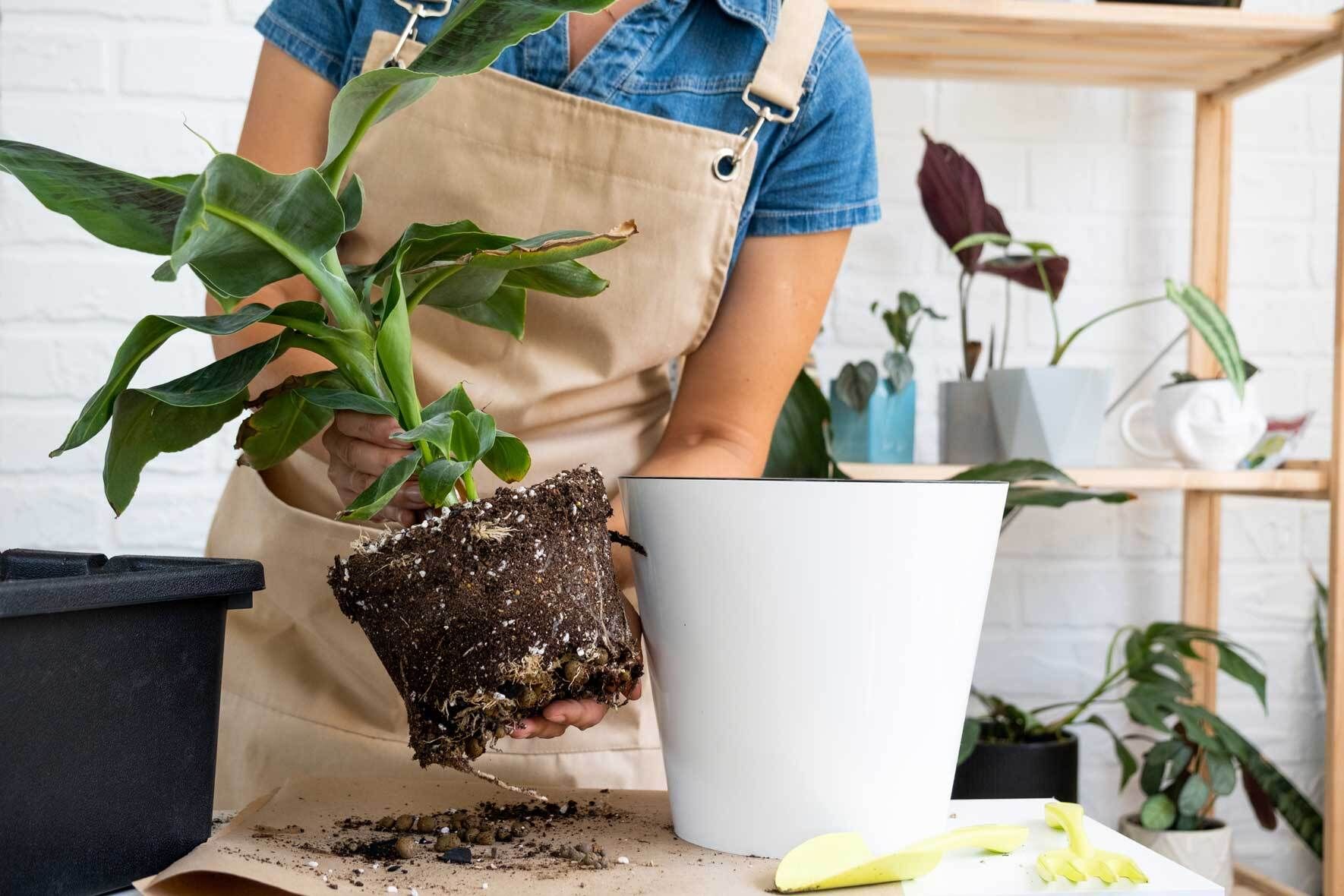 Bananenpflanze (Musa) Wissenswertes und Pflegetipps VIVANNO