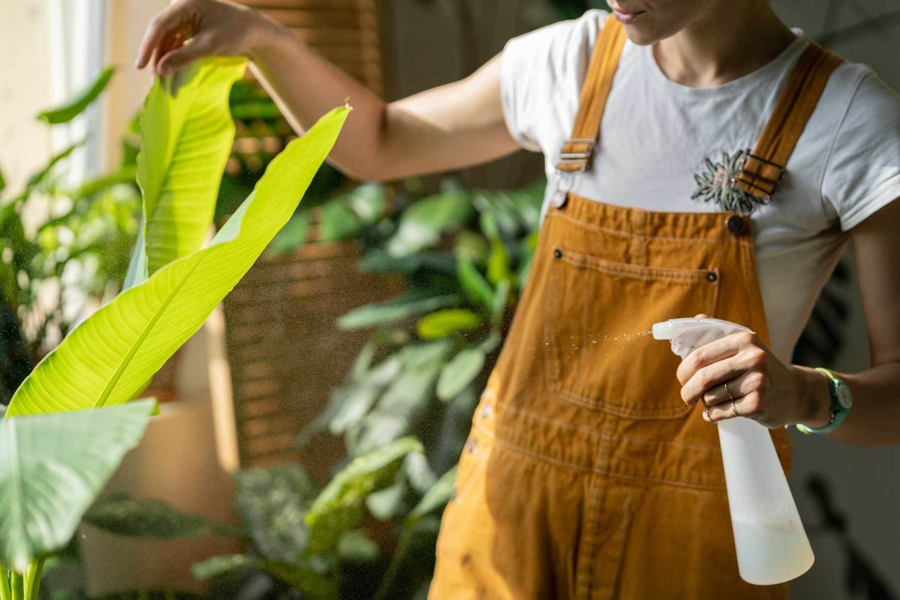 Bananenpflanze (Musa): Wissenswertes und Pflegetipps | VIVANNO