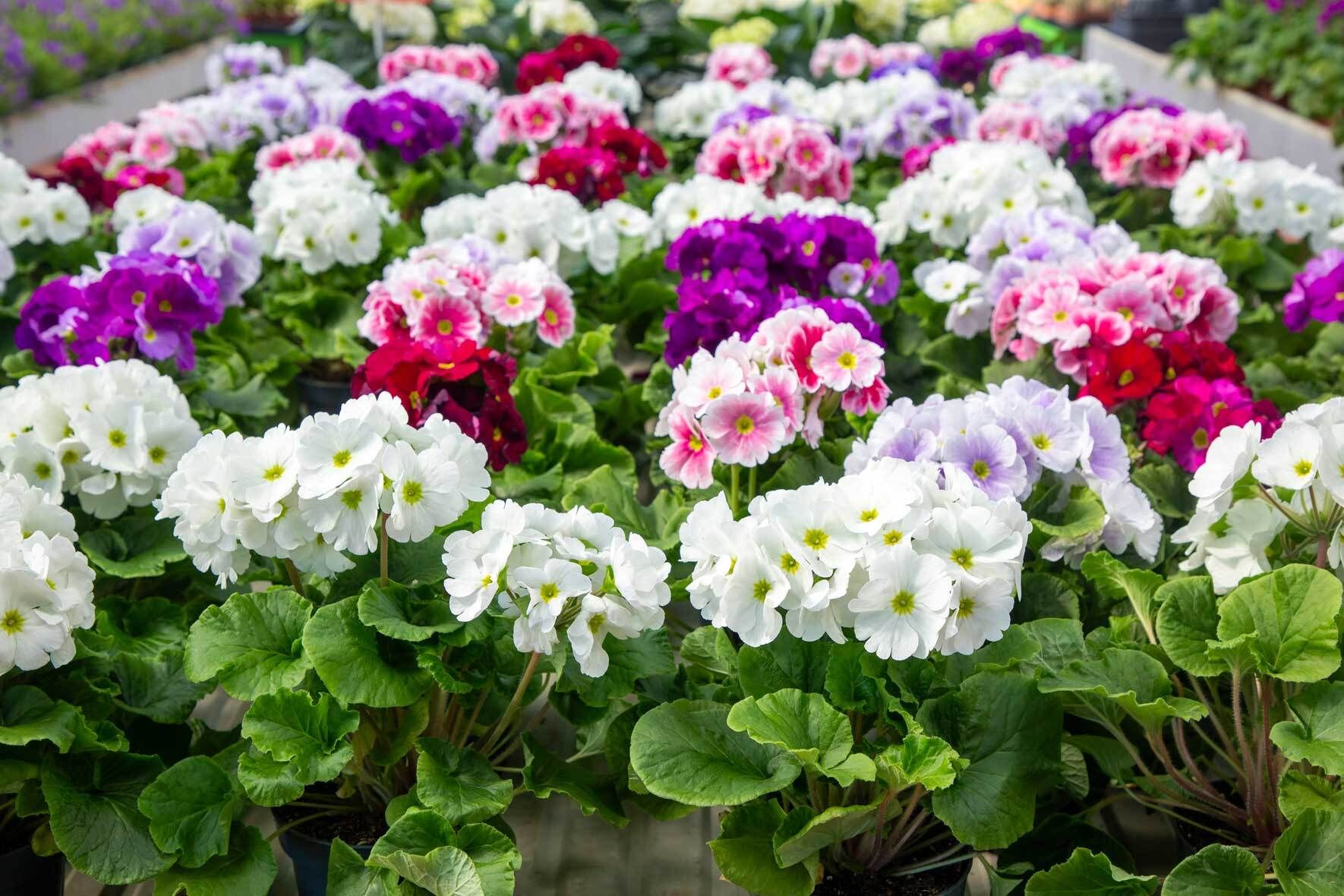 Becherprimel (Primula obconica): pflanzen, pflegen und lange blhen lassen  | VIVANNO