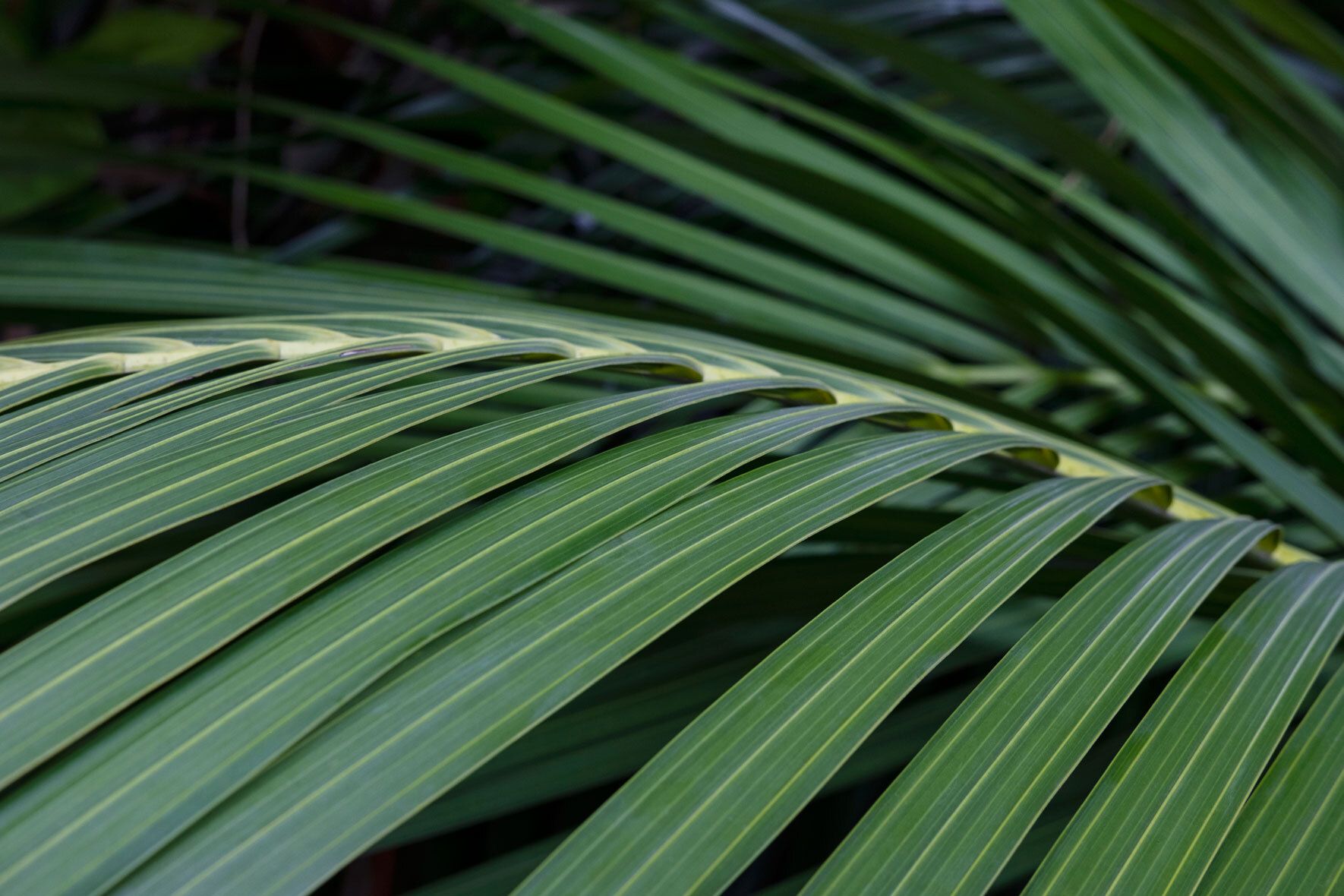 Howea forsteriana: Die Kentiapalme erfolgreich pflanzen, pflegen und  berwintern | VIVANNO